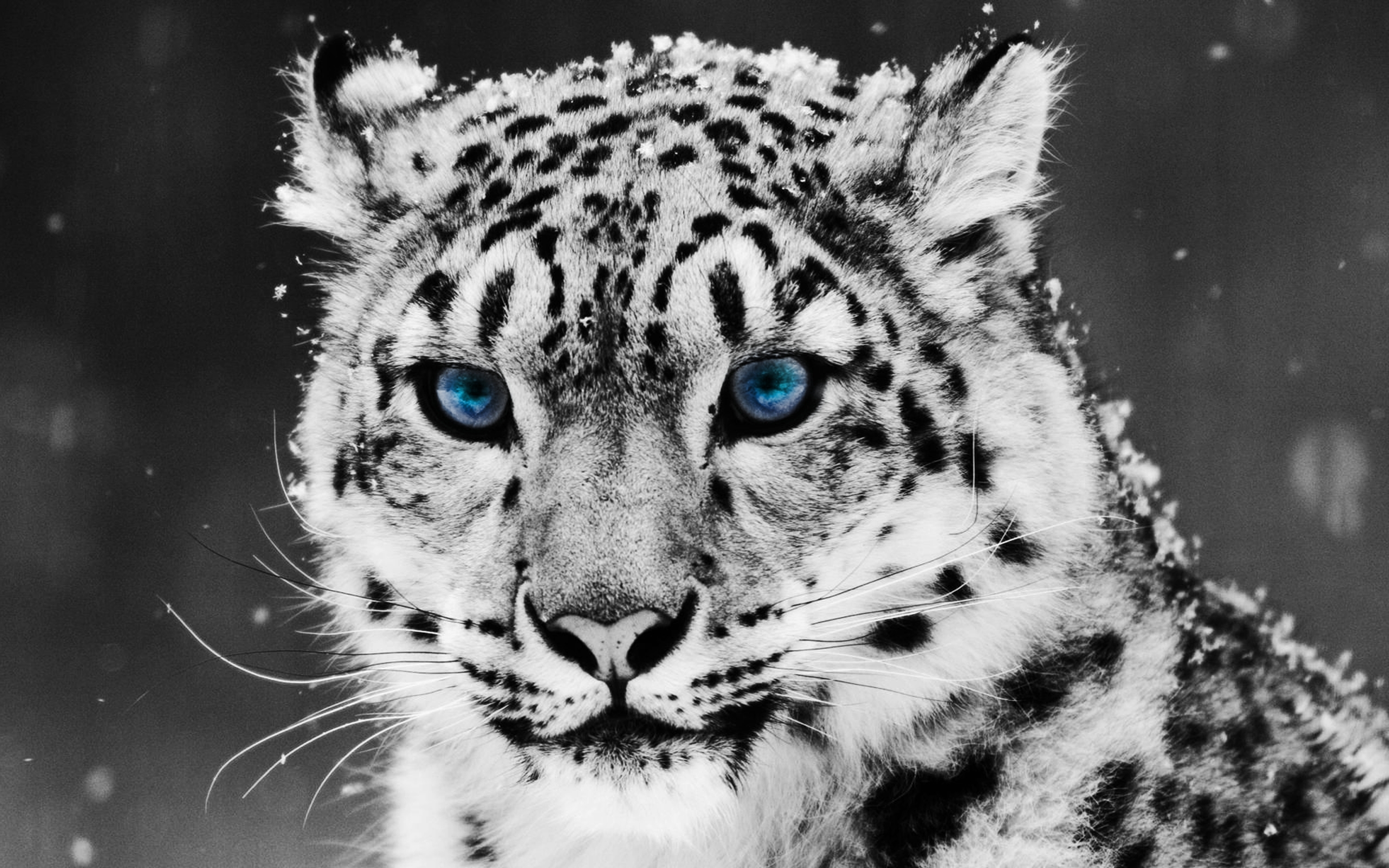 snow leopards, selective coloring - desktop wallpaper