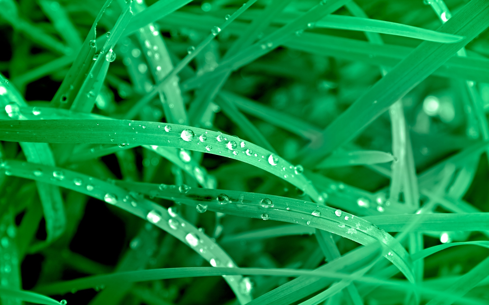 nature, grass, plants, water drops - desktop wallpaper