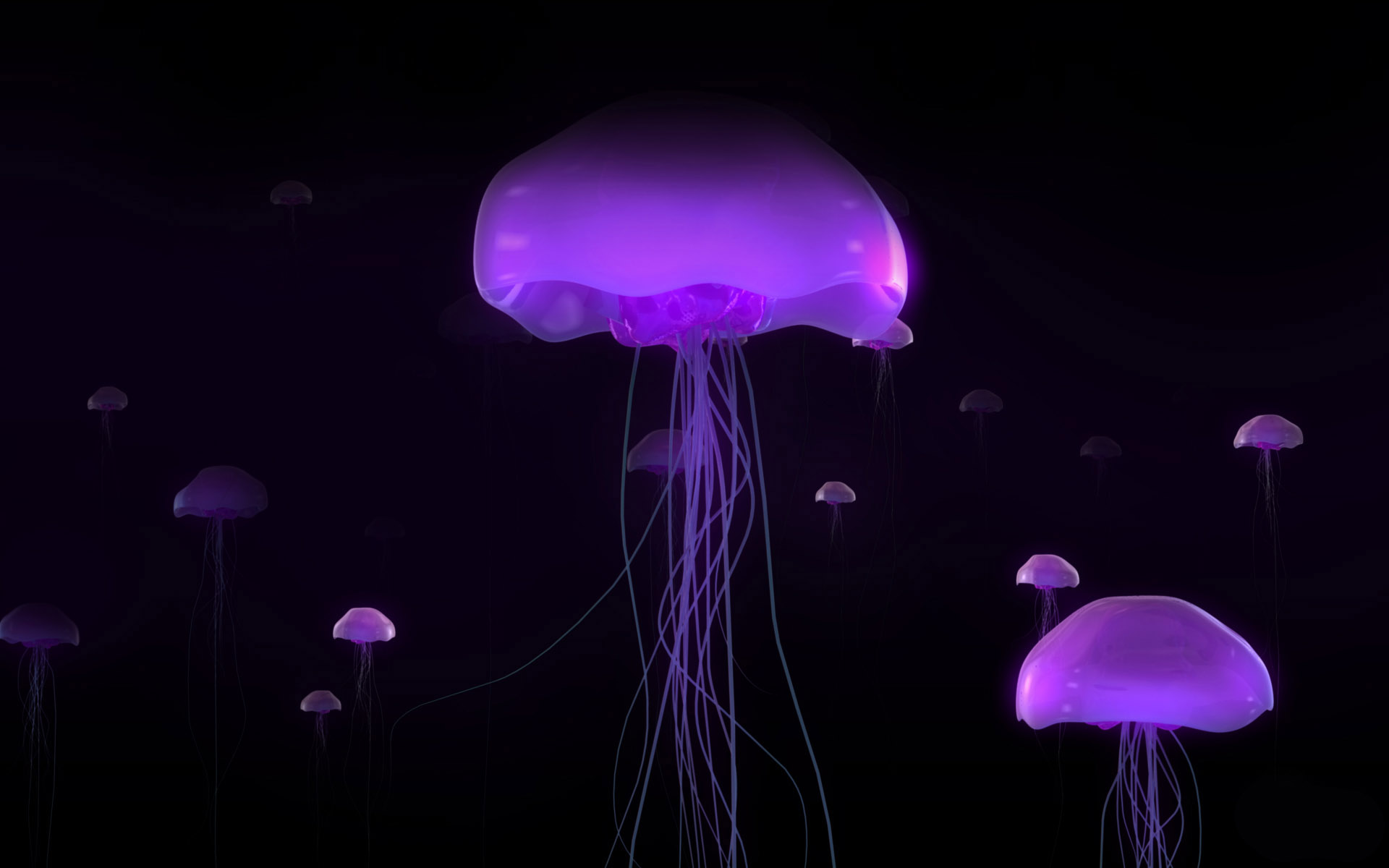 jellyfish - desktop wallpaper