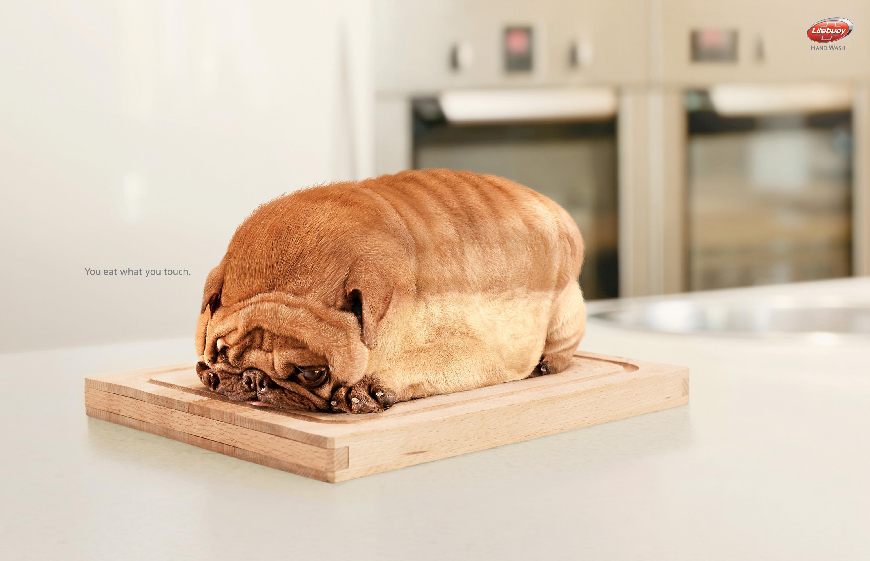 animals, dogs, bread - desktop wallpaper