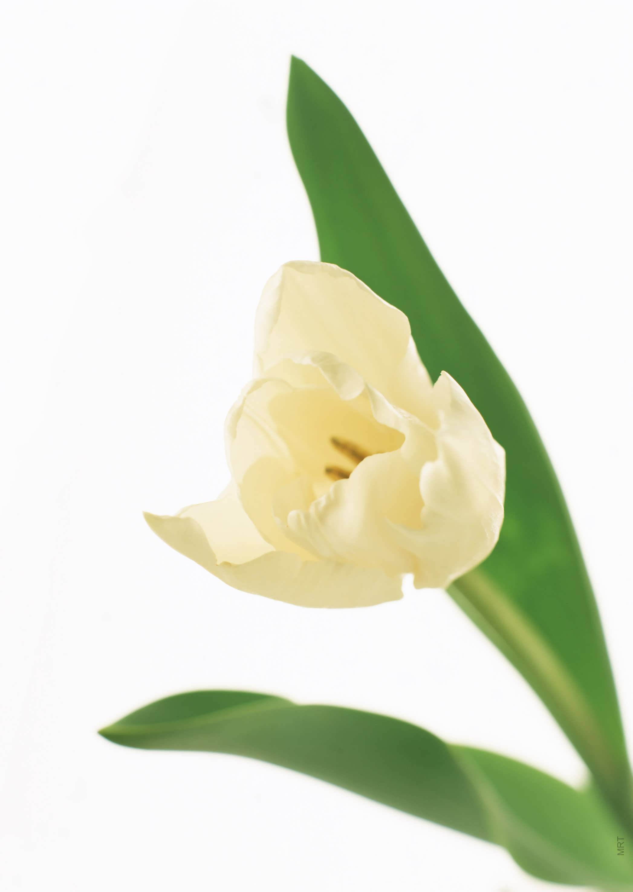 flowers, tulips, white background, white flowers - desktop wallpaper