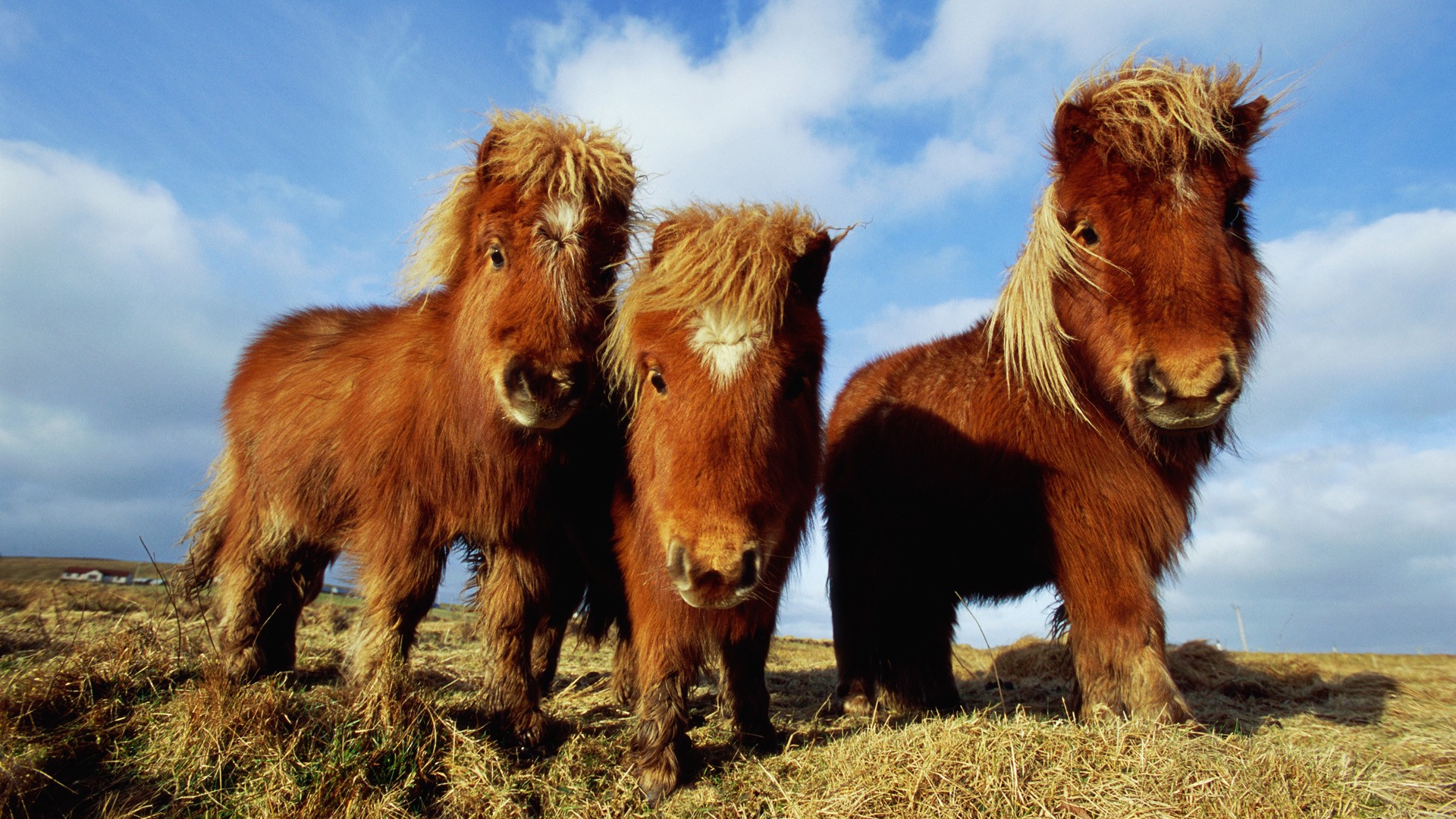 animals, ponies - desktop wallpaper