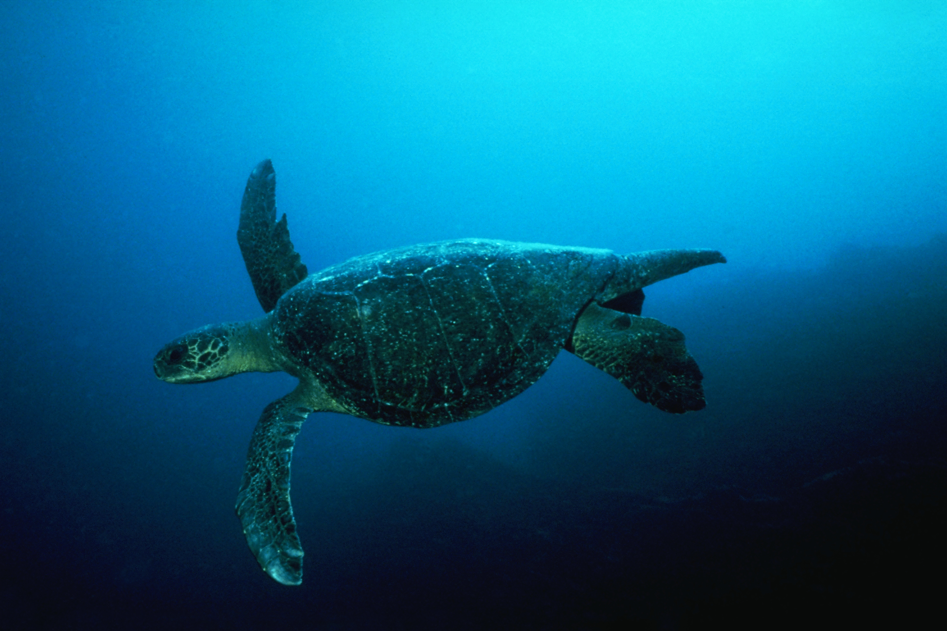 turtles, underwater - desktop wallpaper