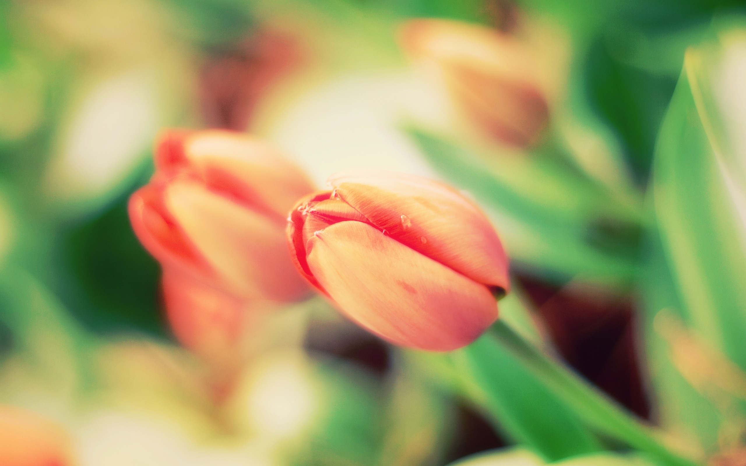 nature, flowers, tulips - desktop wallpaper