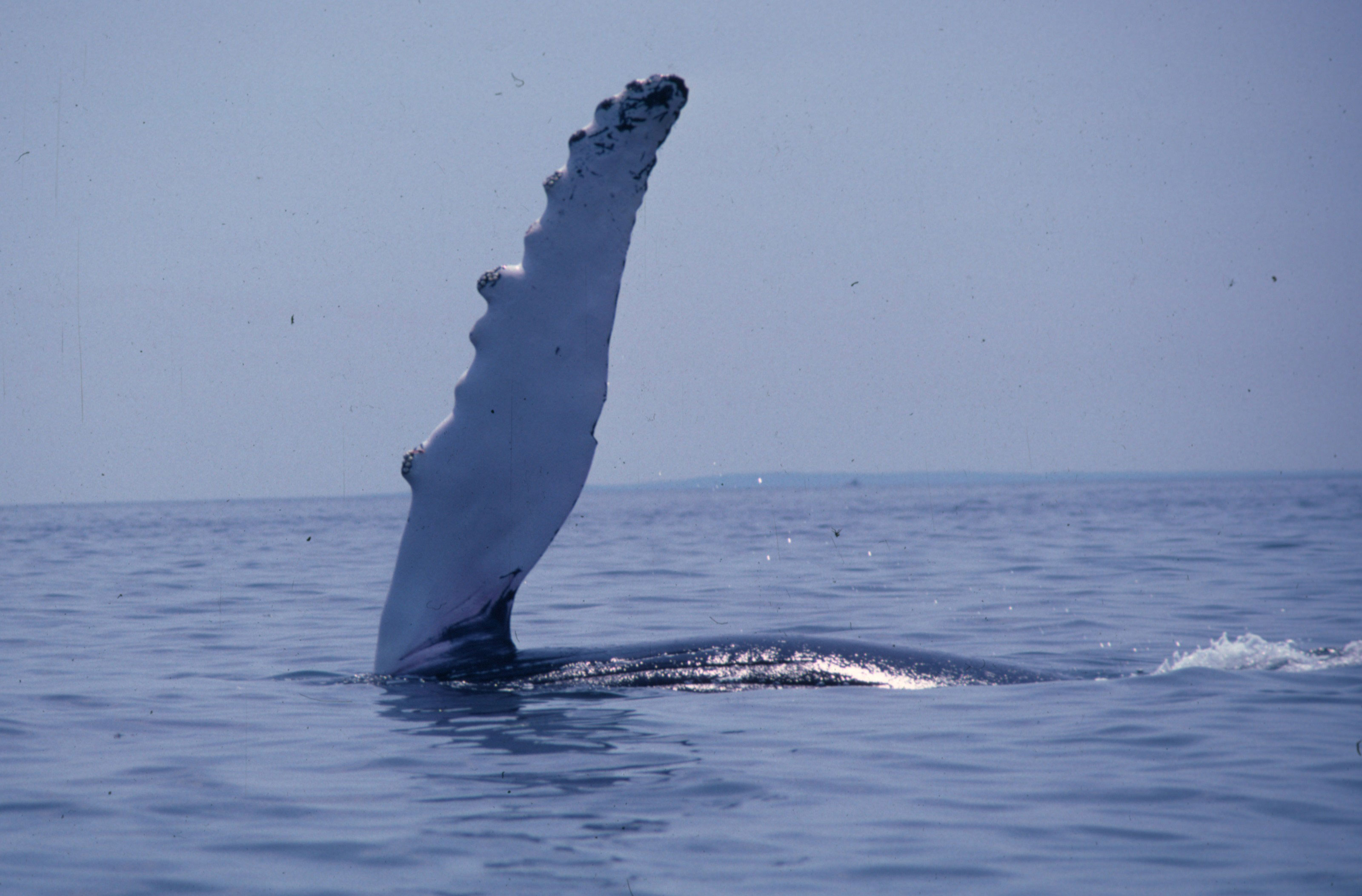 Ласты китообразных. Плавник горбатого кита. Горбатый кит (длиннорукий полосатик). Китовый хвост. Ласты китов.