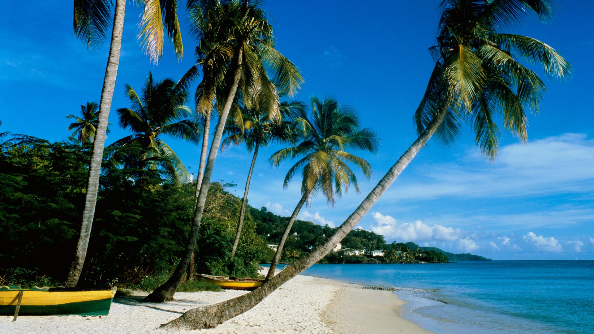 palm trees, beaches - desktop wallpaper