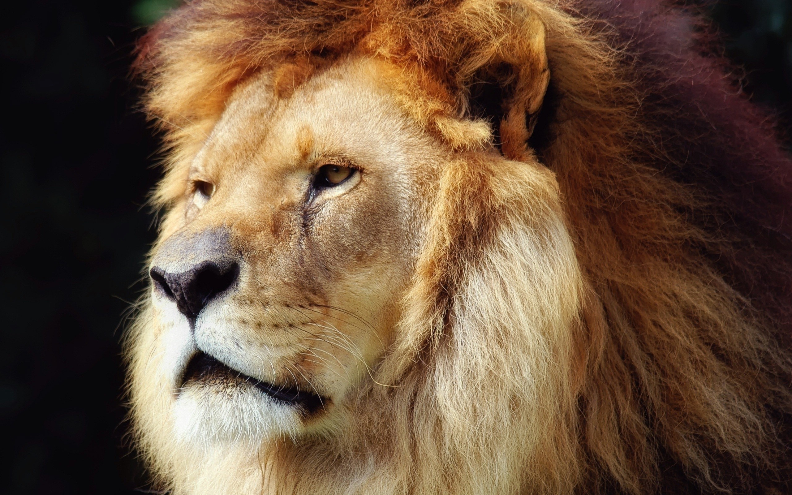 animals, lions, faces - desktop wallpaper