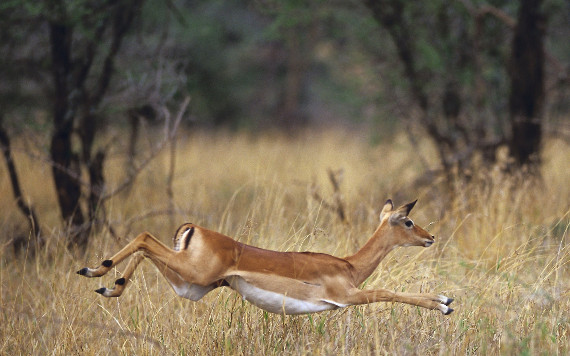 wildlife, Africa, Wild Africa, gazelle, Impala - desktop wallpaper