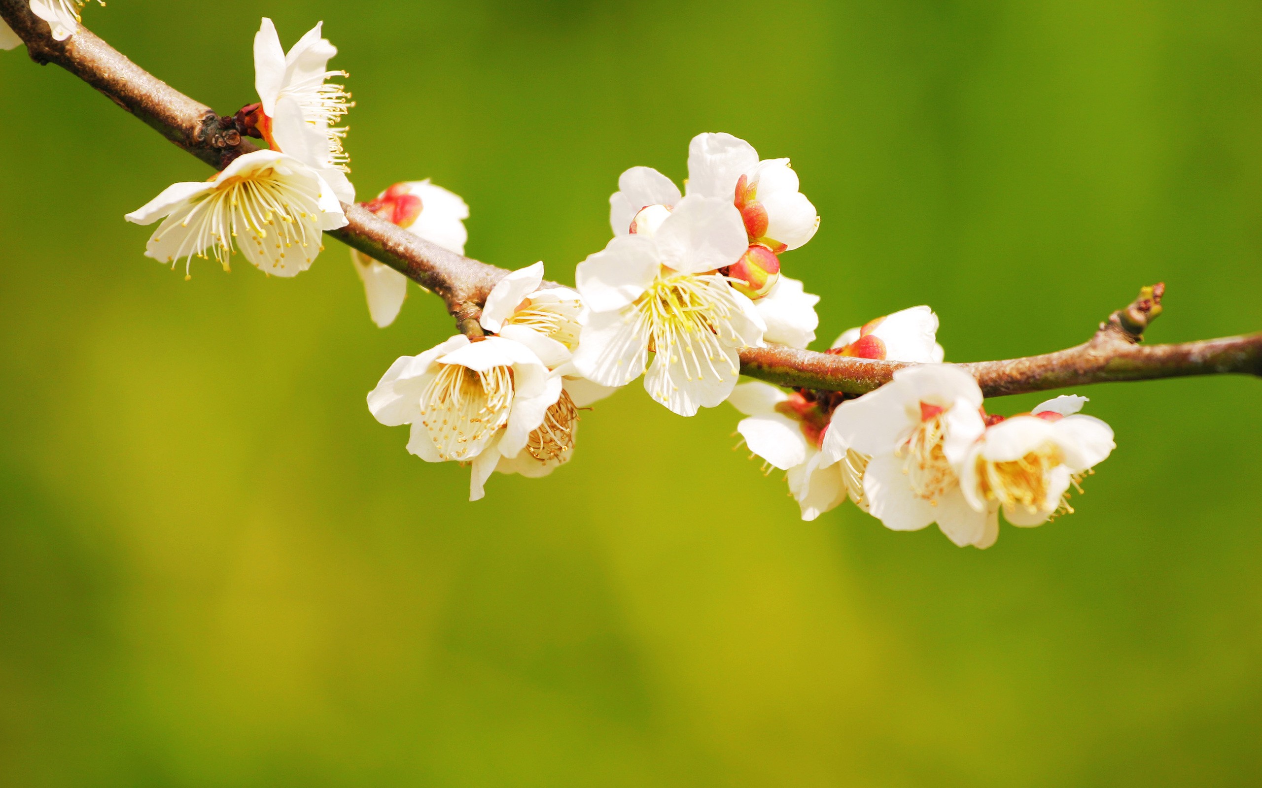 nature, blossoms - desktop wallpaper