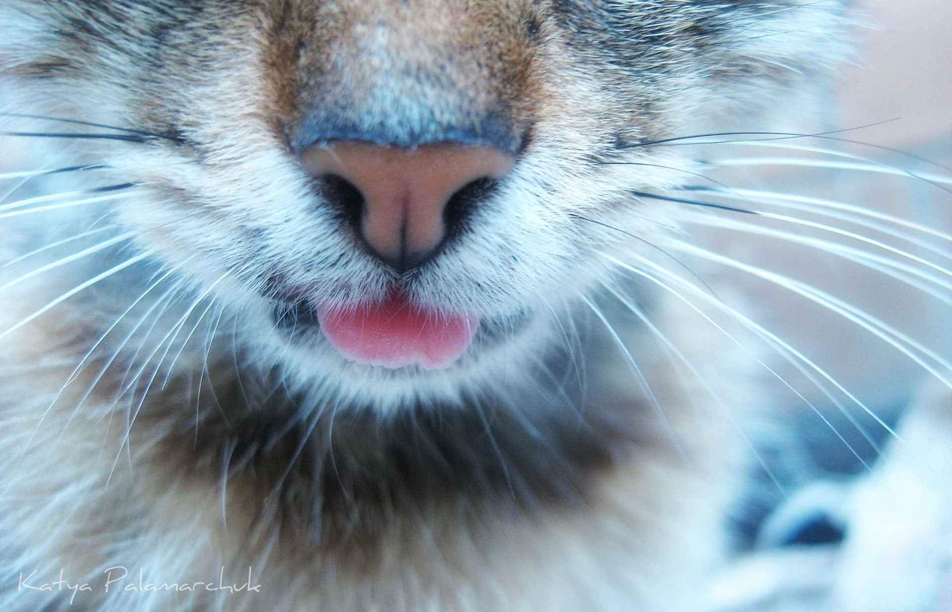 close-up, cats - desktop wallpaper