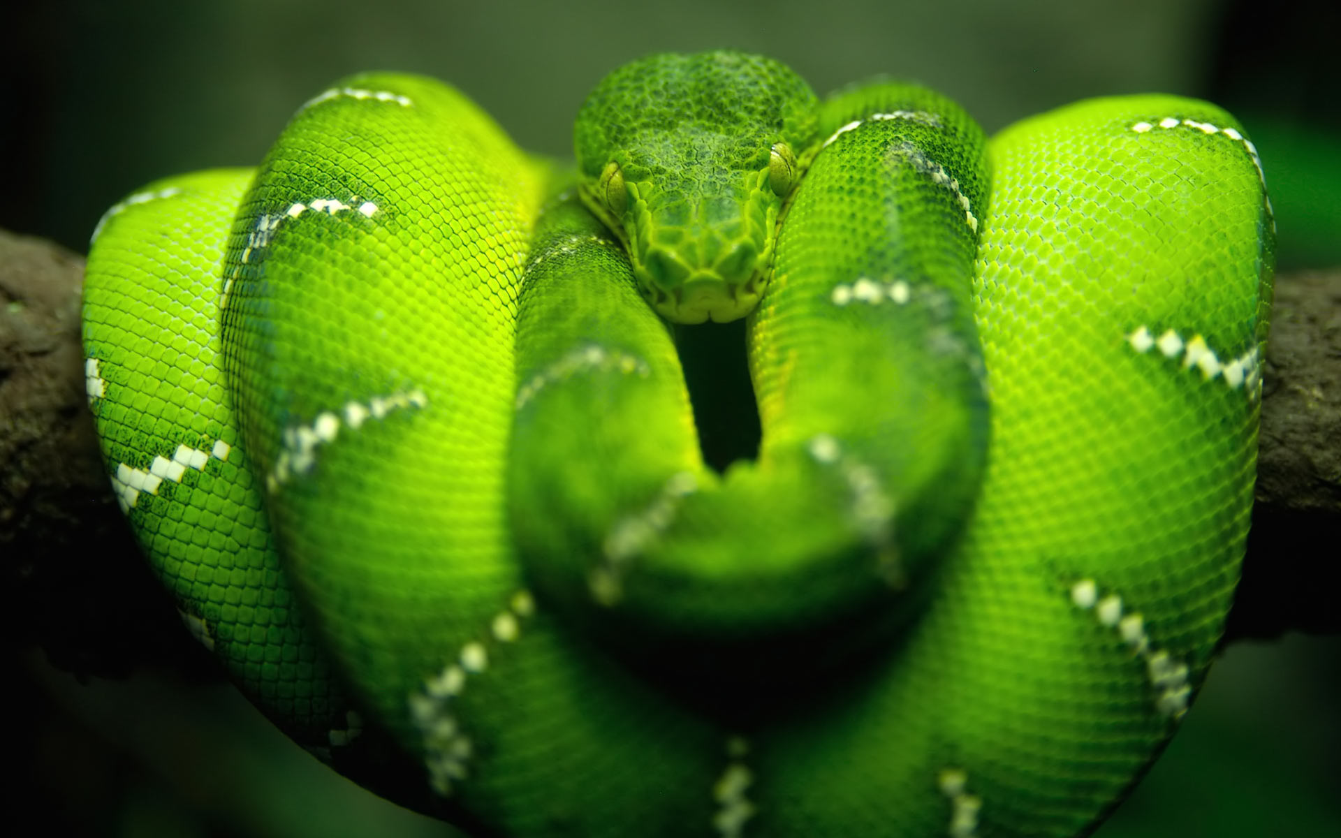 green, snakes, reptiles - desktop wallpaper