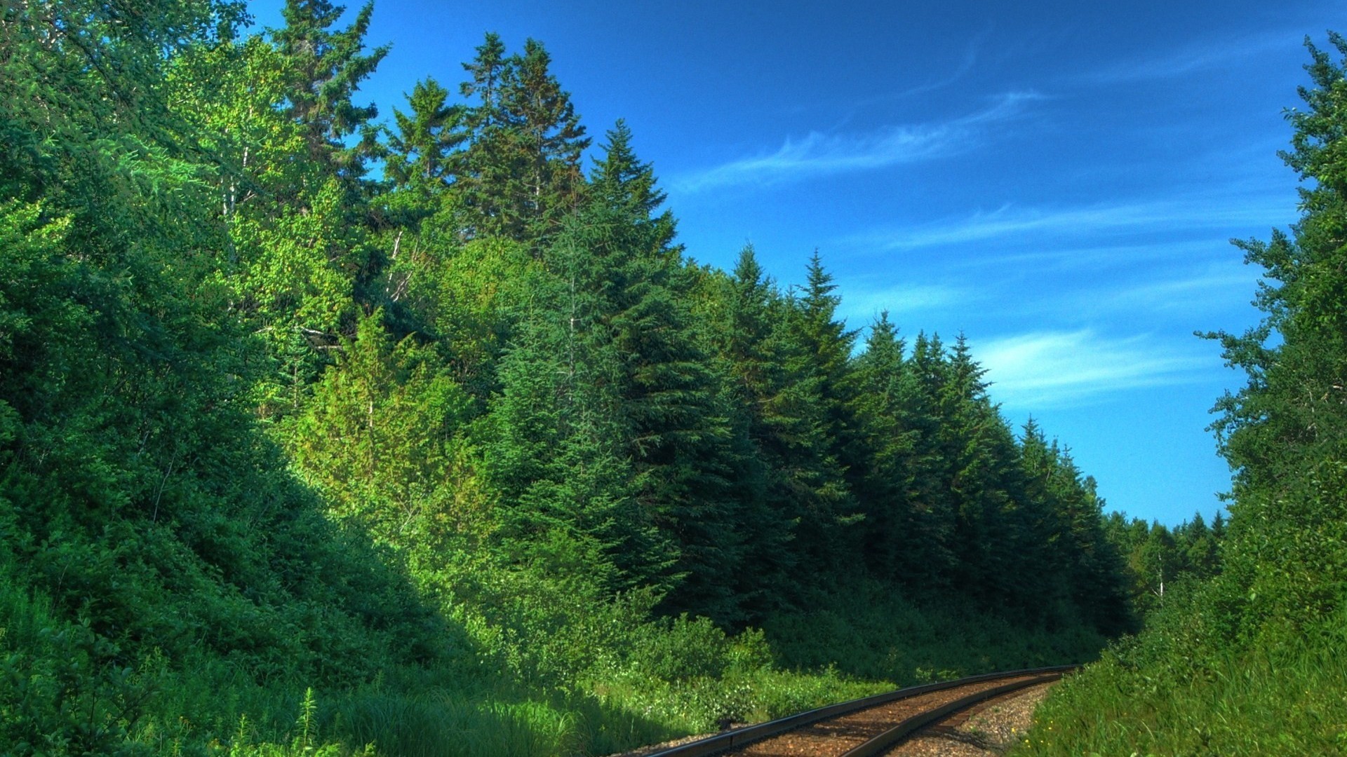 trees, forests, railroads - desktop wallpaper