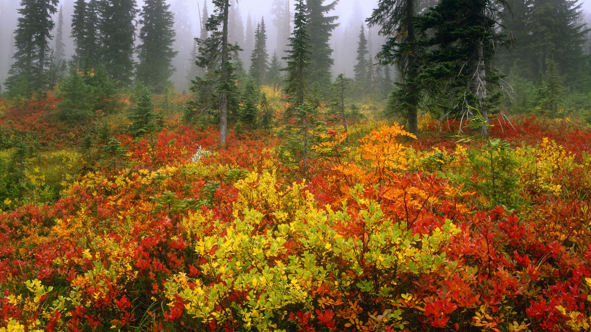 autumn, morning, Washington, Mount Rainier - desktop wallpaper