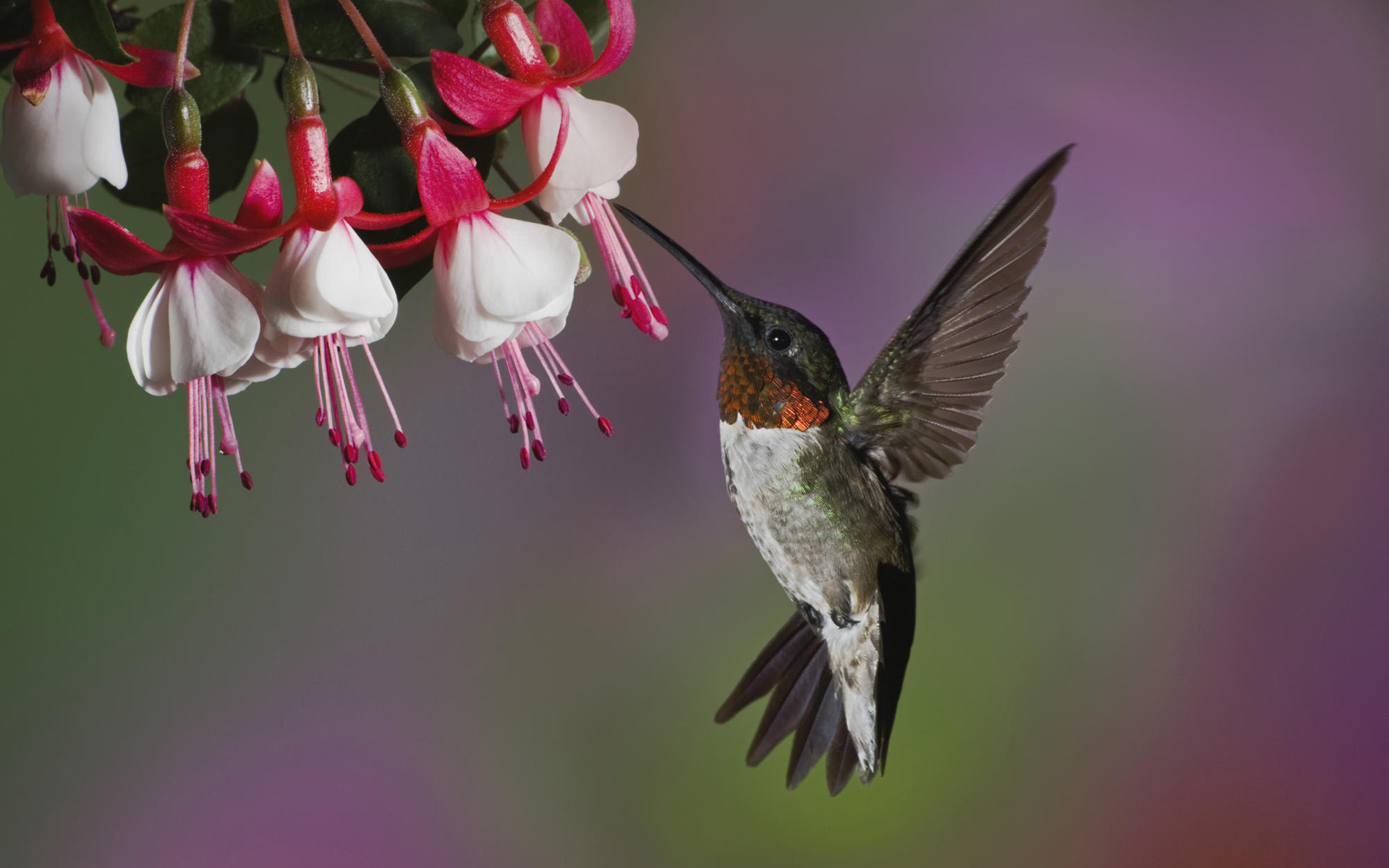 flowers, hummingbirds, fuchsia - desktop wallpaper