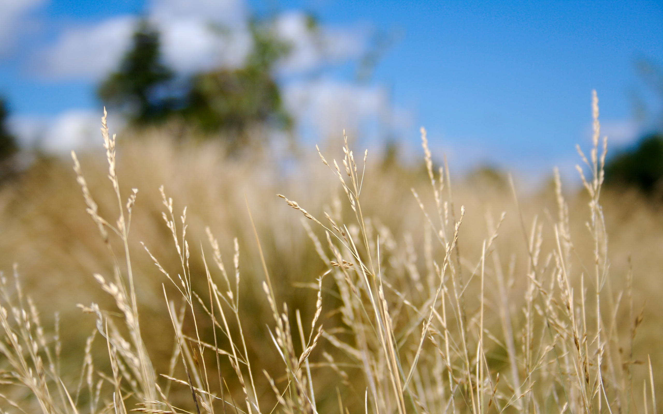 close-up, grass, blurry, depth of field - desktop wallpaper