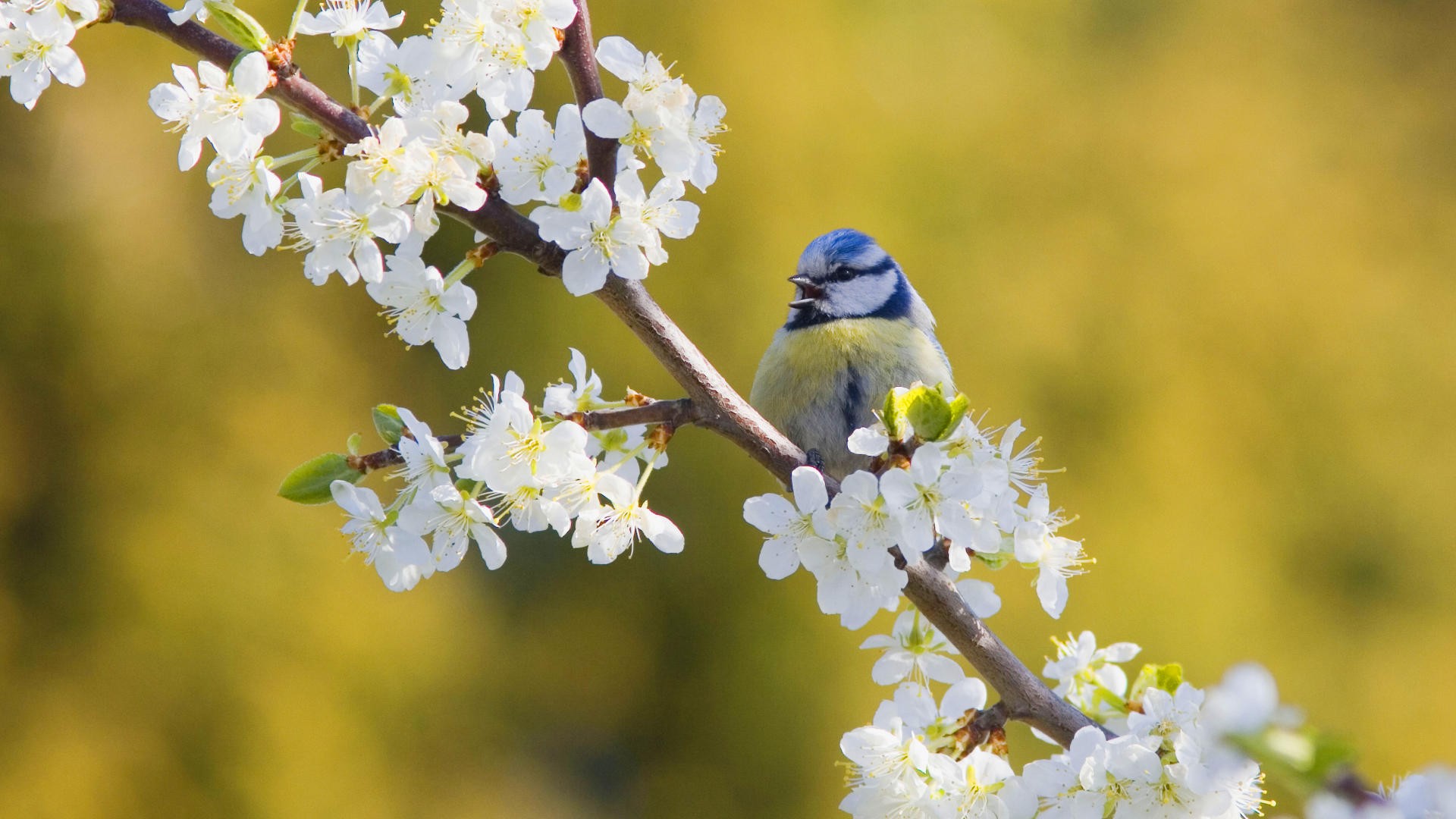 nature, birds, blue tit, white flowers, blurred background - desktop wallpaper