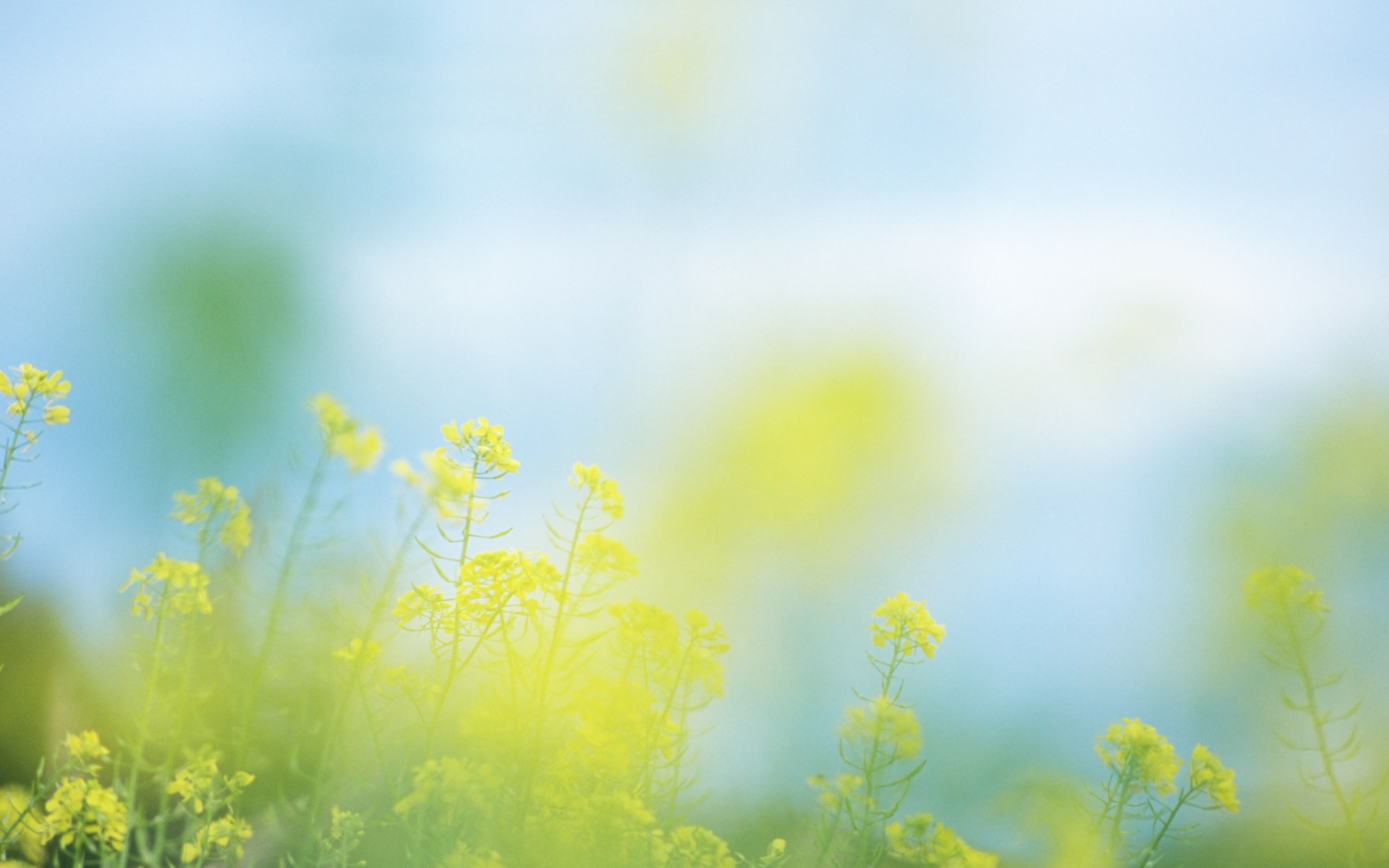 light, nature, flowers - desktop wallpaper