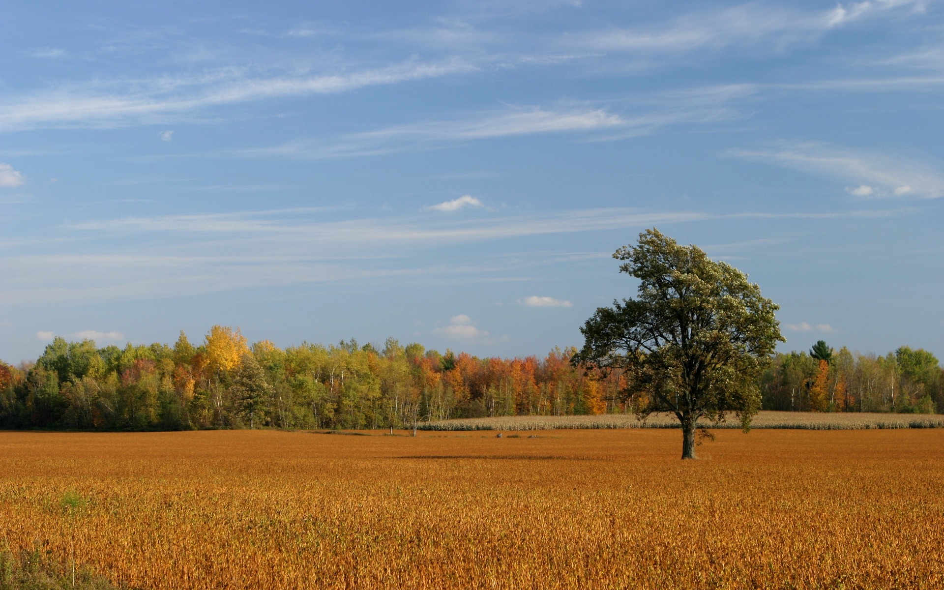 nature, trees, fields, wheat, skyscapes - desktop wallpaper