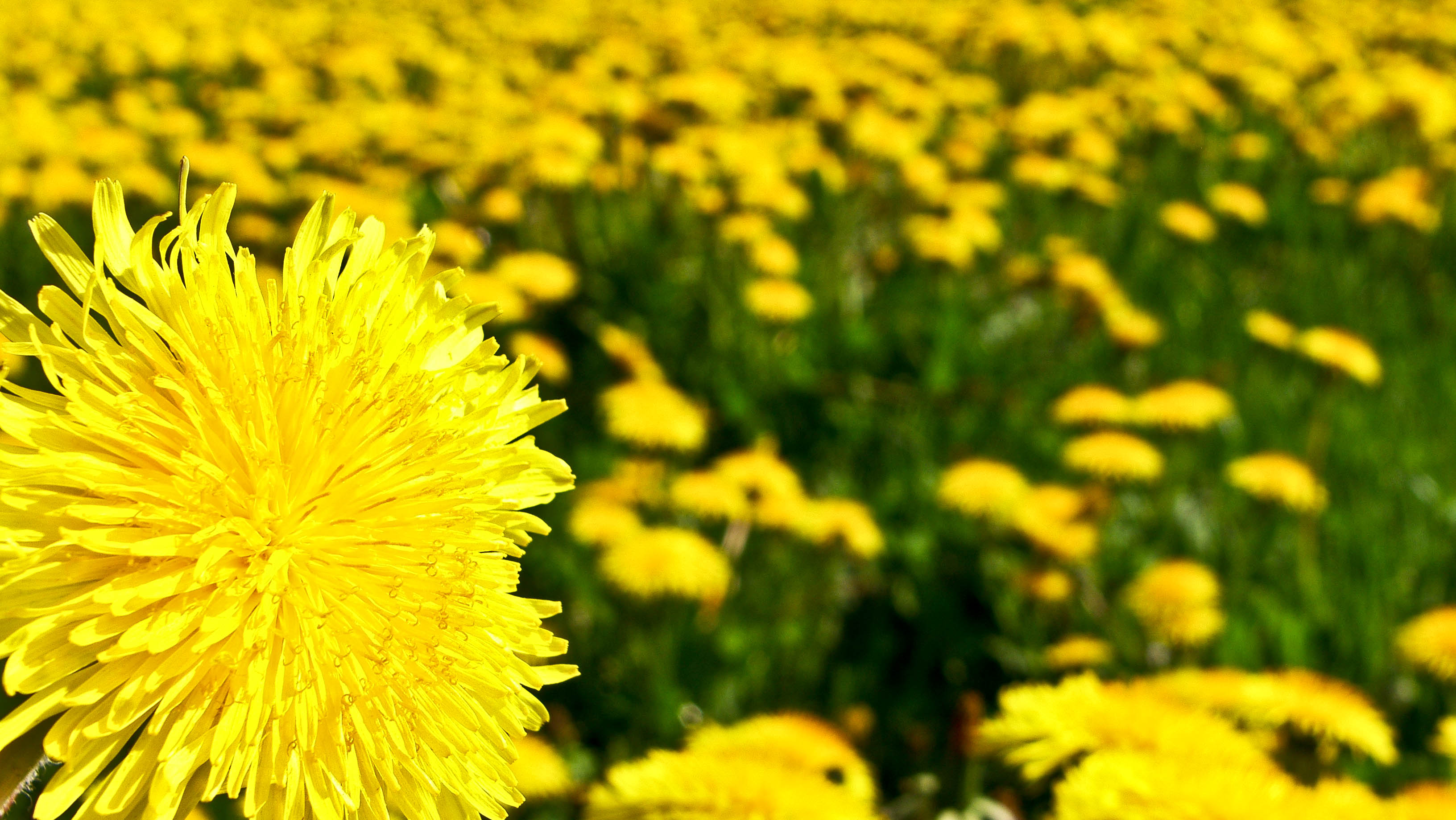 flowers, yellow, dandelions, yellow flowers - desktop wallpaper