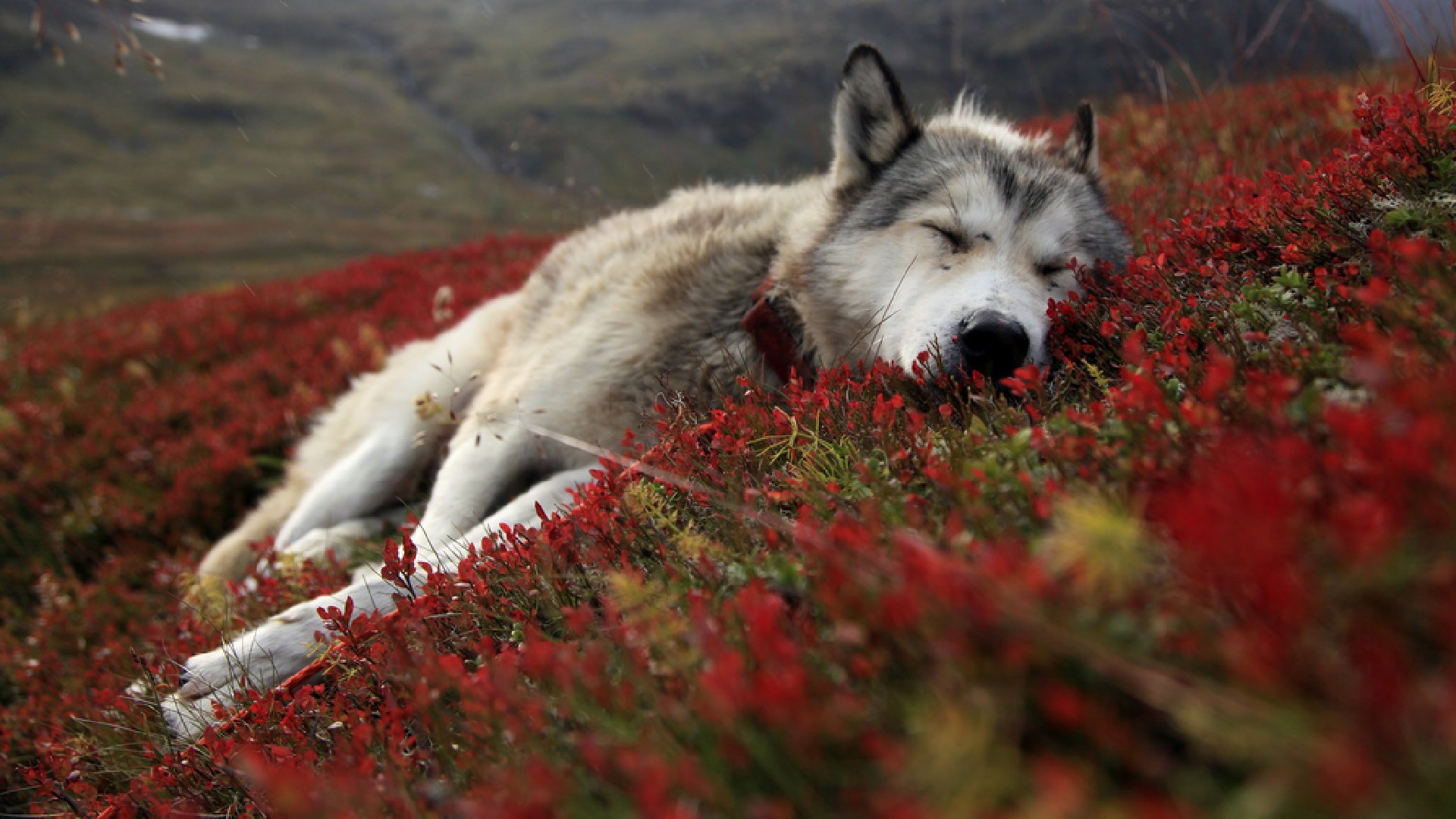 red, flowers, animals, dogs, outdoors, sleeping, collar, wolves - desktop wallpaper