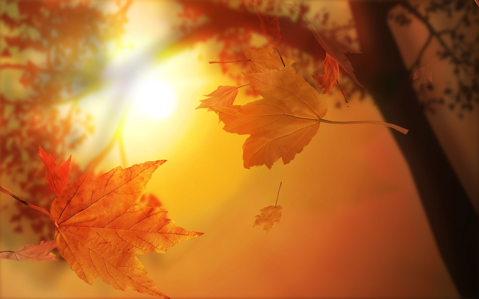 nature, autumn, leaves, maple leaf - desktop wallpaper