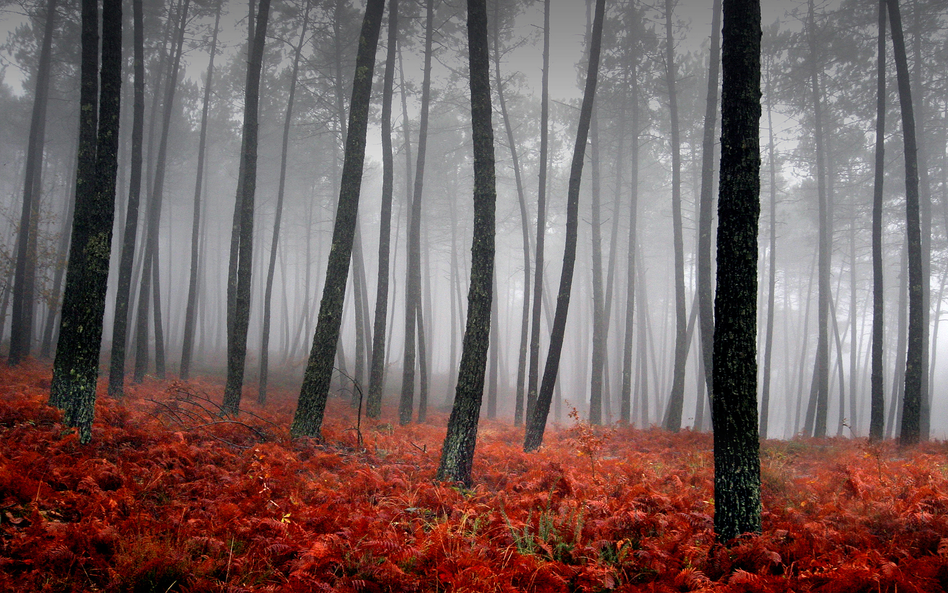 nature, trees, forests, fog - desktop wallpaper