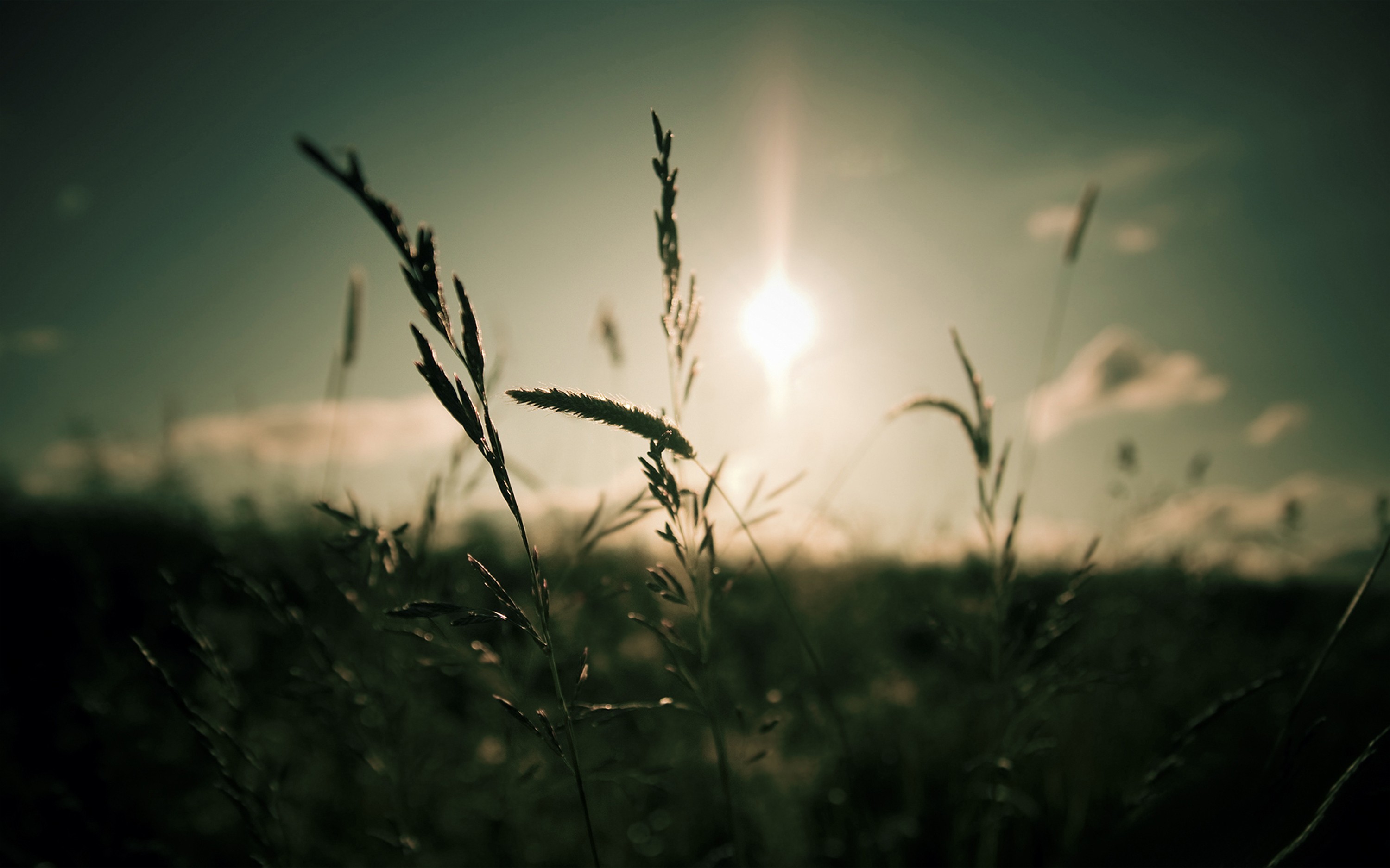 nature, Sun, dark, grass, macro, depth of field - desktop wallpaper