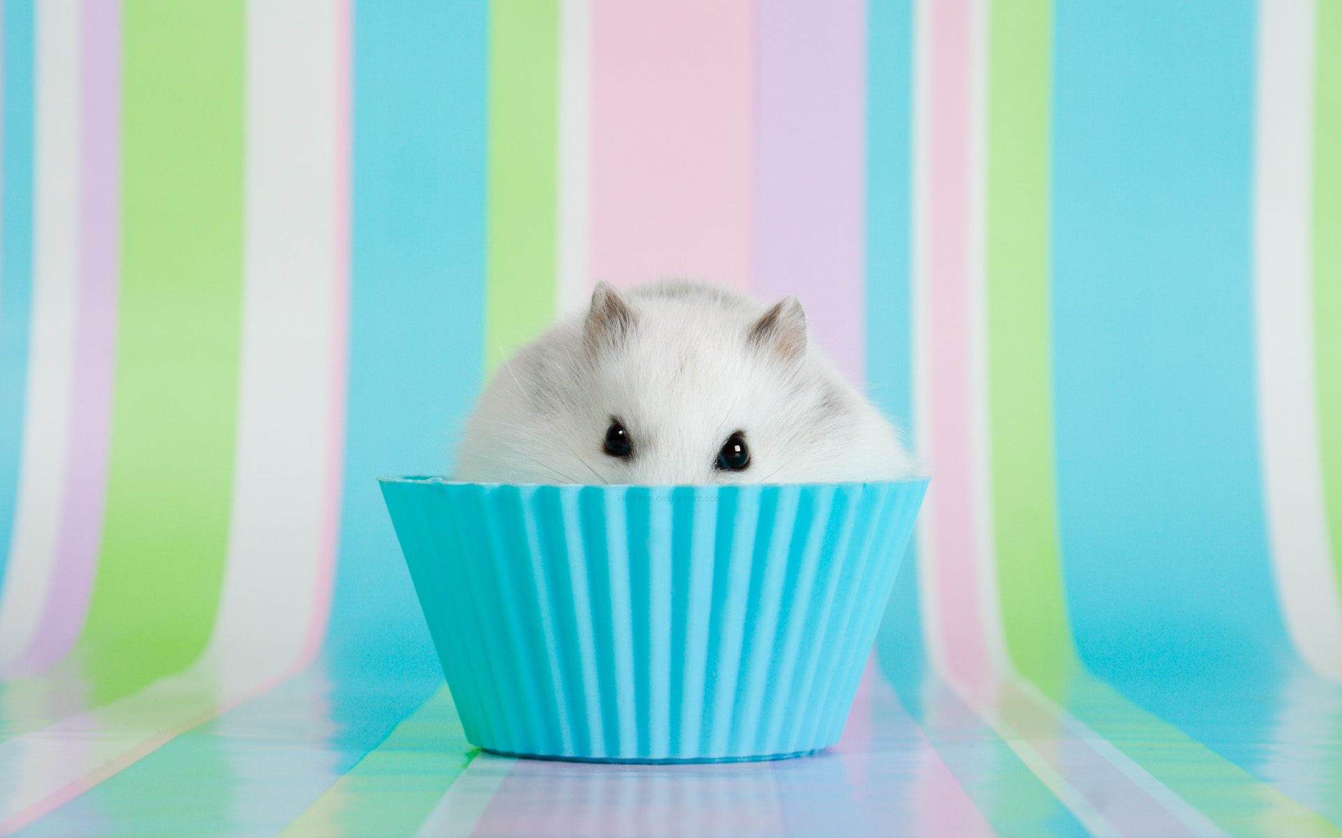 hamsters, muffins - desktop wallpaper