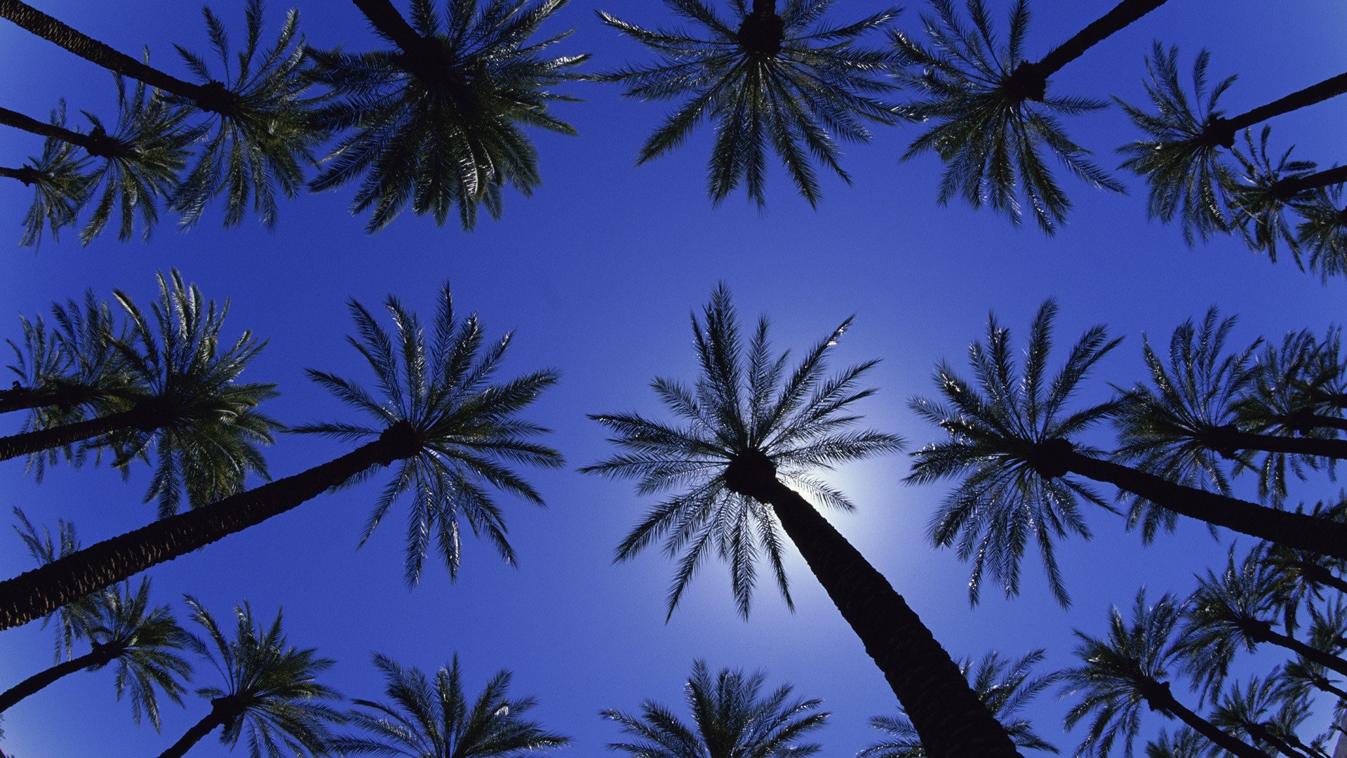 California, palm trees - desktop wallpaper