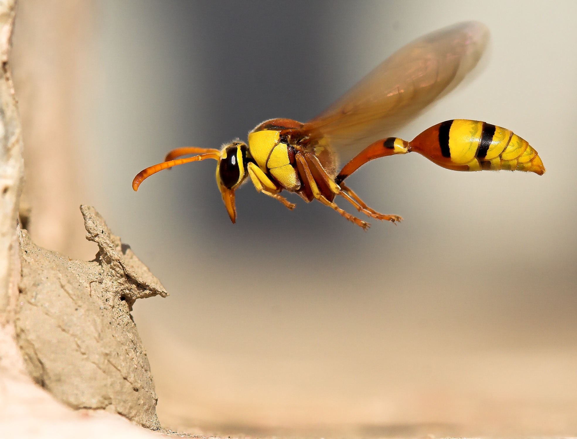 nature, wasp - desktop wallpaper
