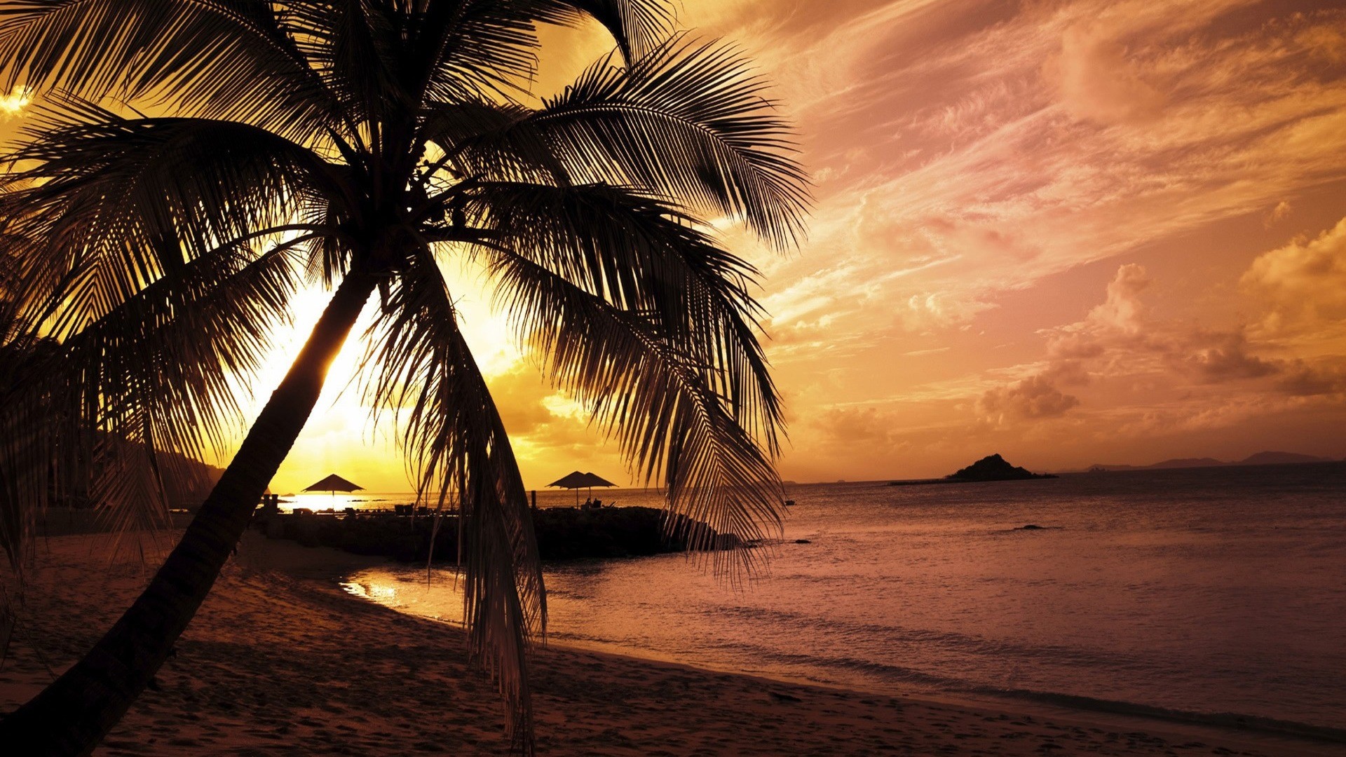 landscapes, nature, palm trees, beaches - desktop wallpaper