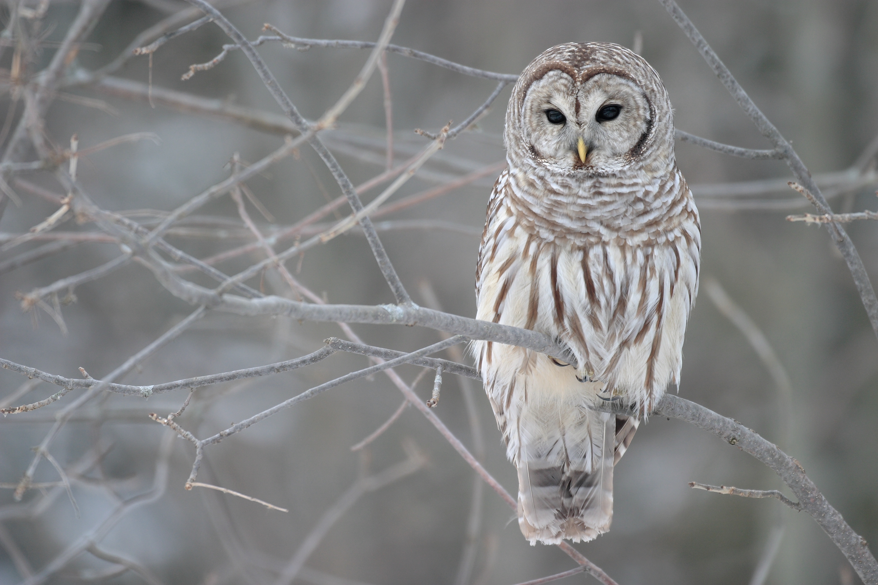 birds, white owl - desktop wallpaper