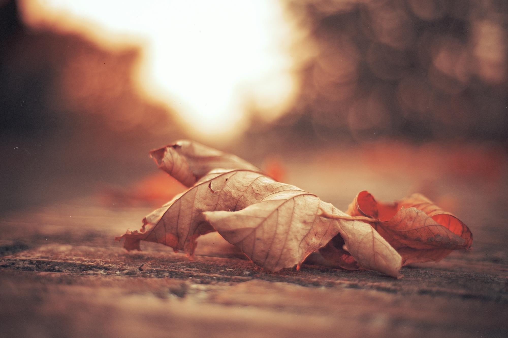 autumn, orange, leaves, depth of field, fallen leaves - desktop wallpaper