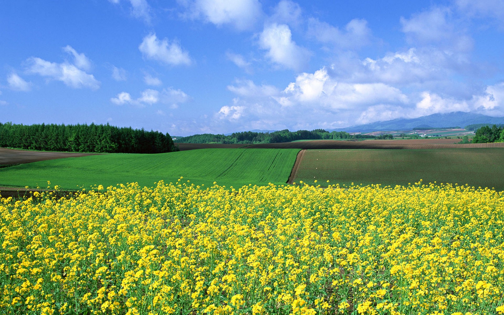 Japan, landscapes, nature, fields - desktop wallpaper