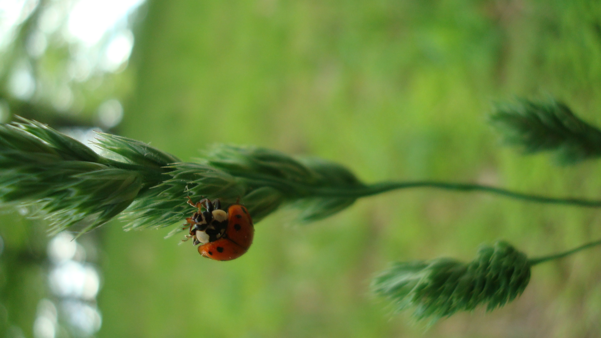 insects, ladybirds - desktop wallpaper