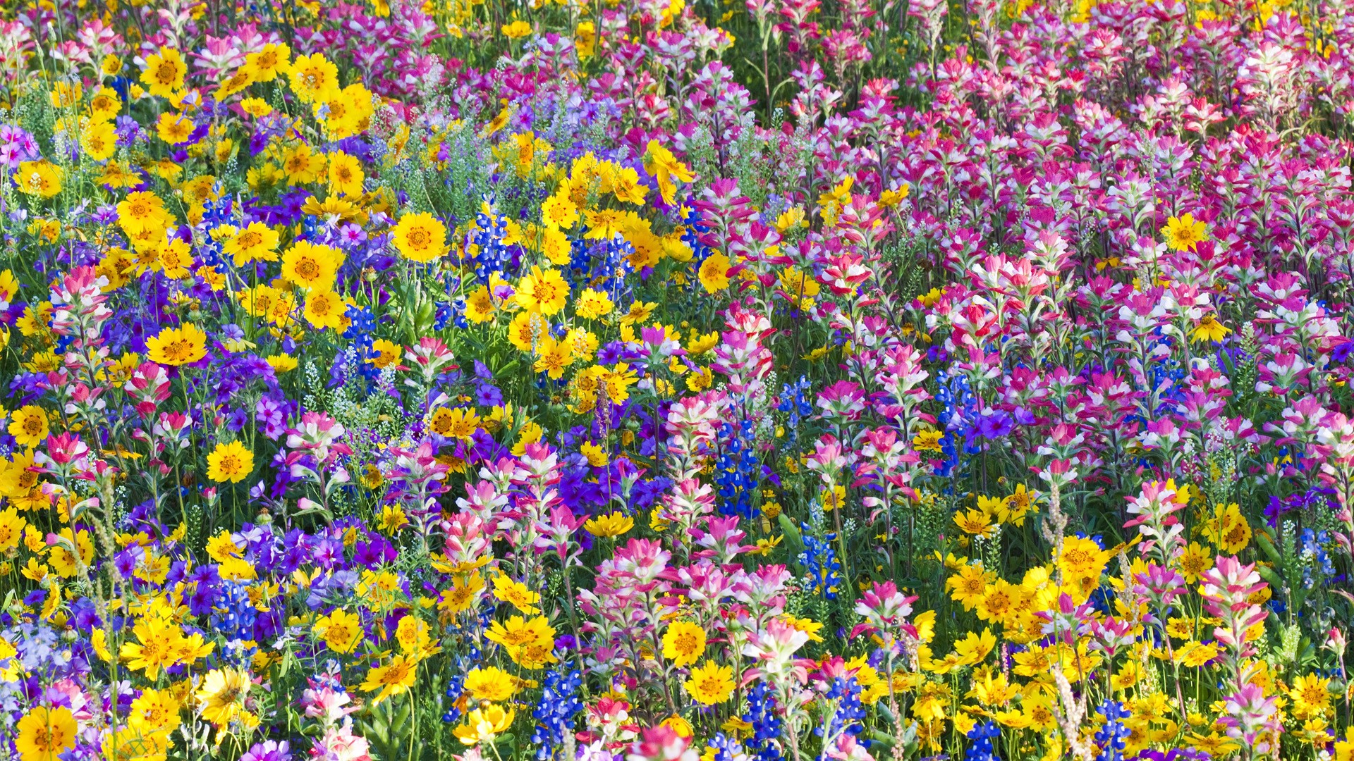 multicolor, flowers, spring, Texas, wildflowers, Bluebells - desktop wallpaper
