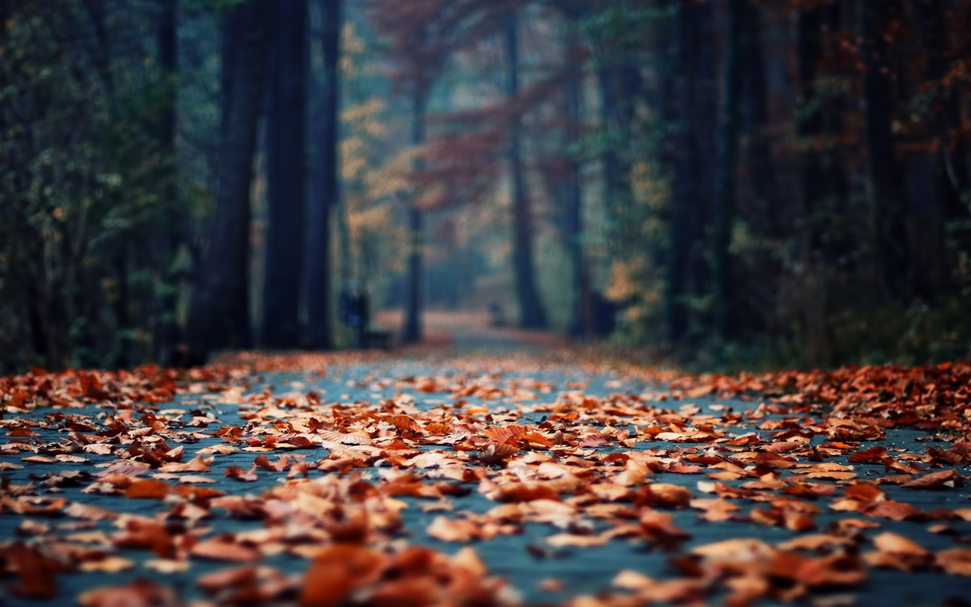 autumn, wood, leaves, depth of field, fallen leaves - desktop wallpaper