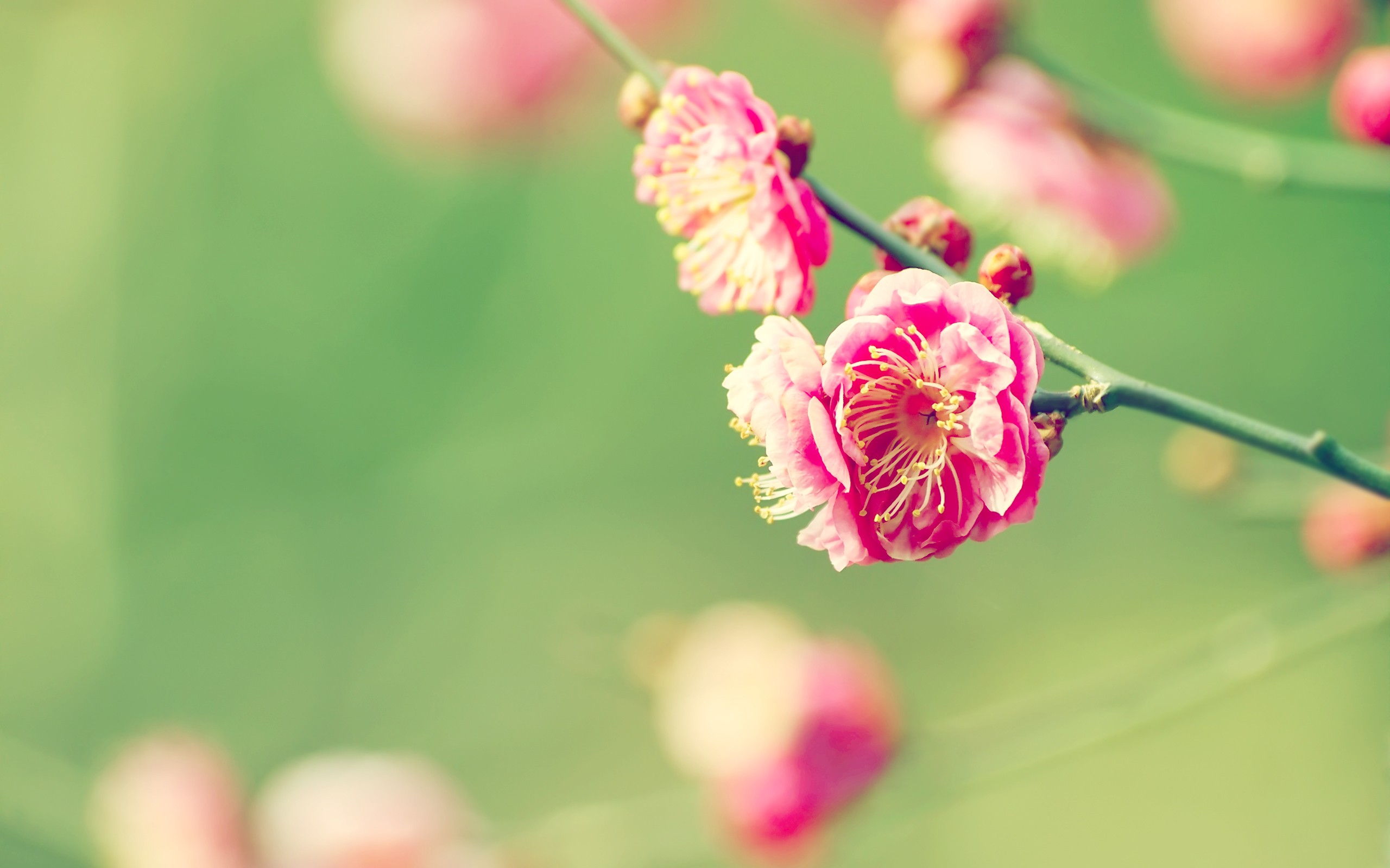 nature, flowers, pink, summer, DeviantART, blossoms, depth of field - desktop wallpaper