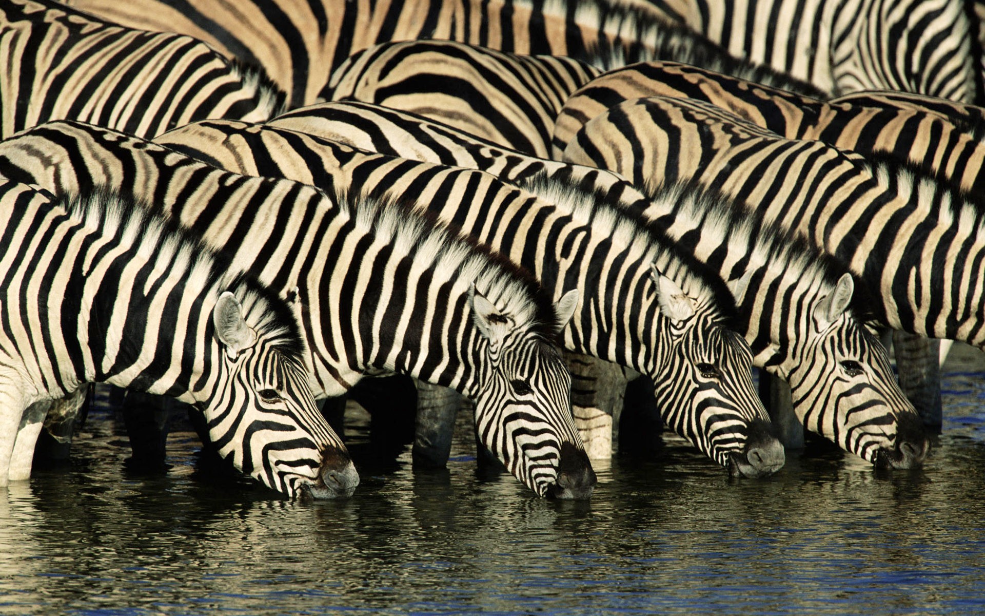 animals, zebras, Africa, drinking - desktop wallpaper