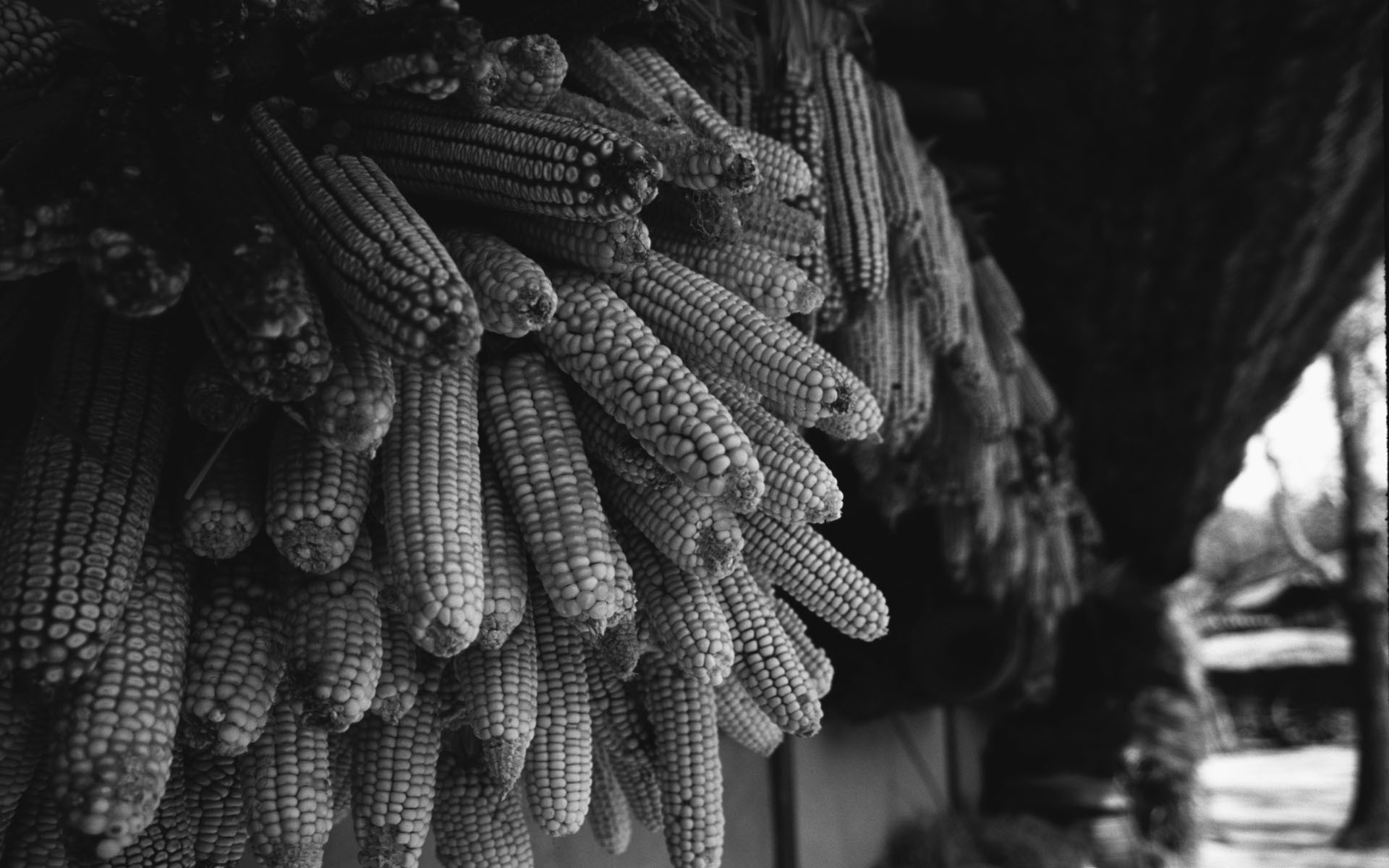 corn, grayscale - desktop wallpaper