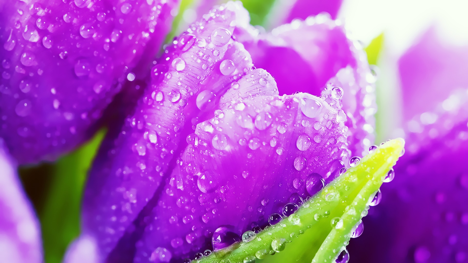 Hd Wallpaper Flowers With Water Drops