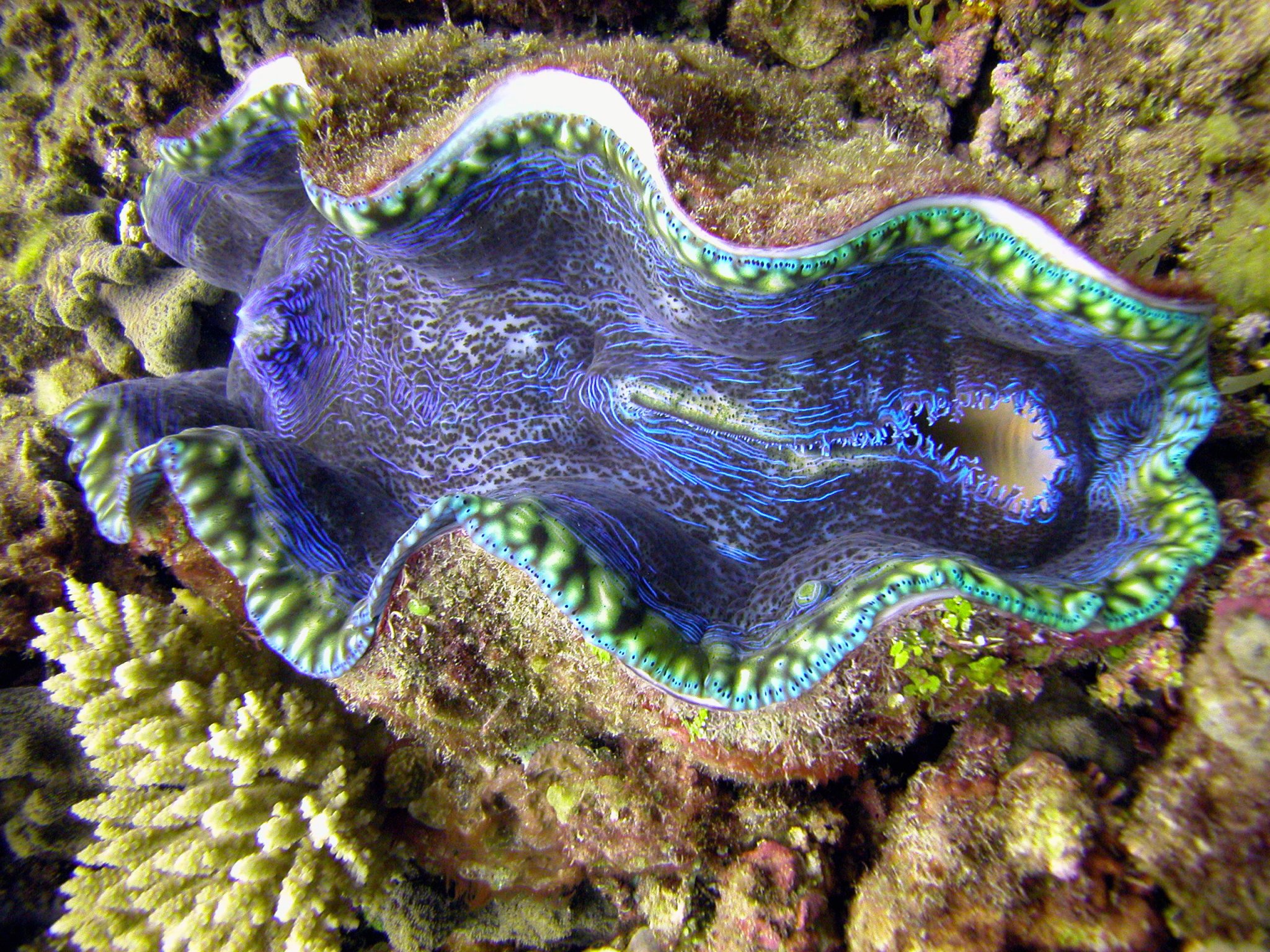 giant clam open with pearl