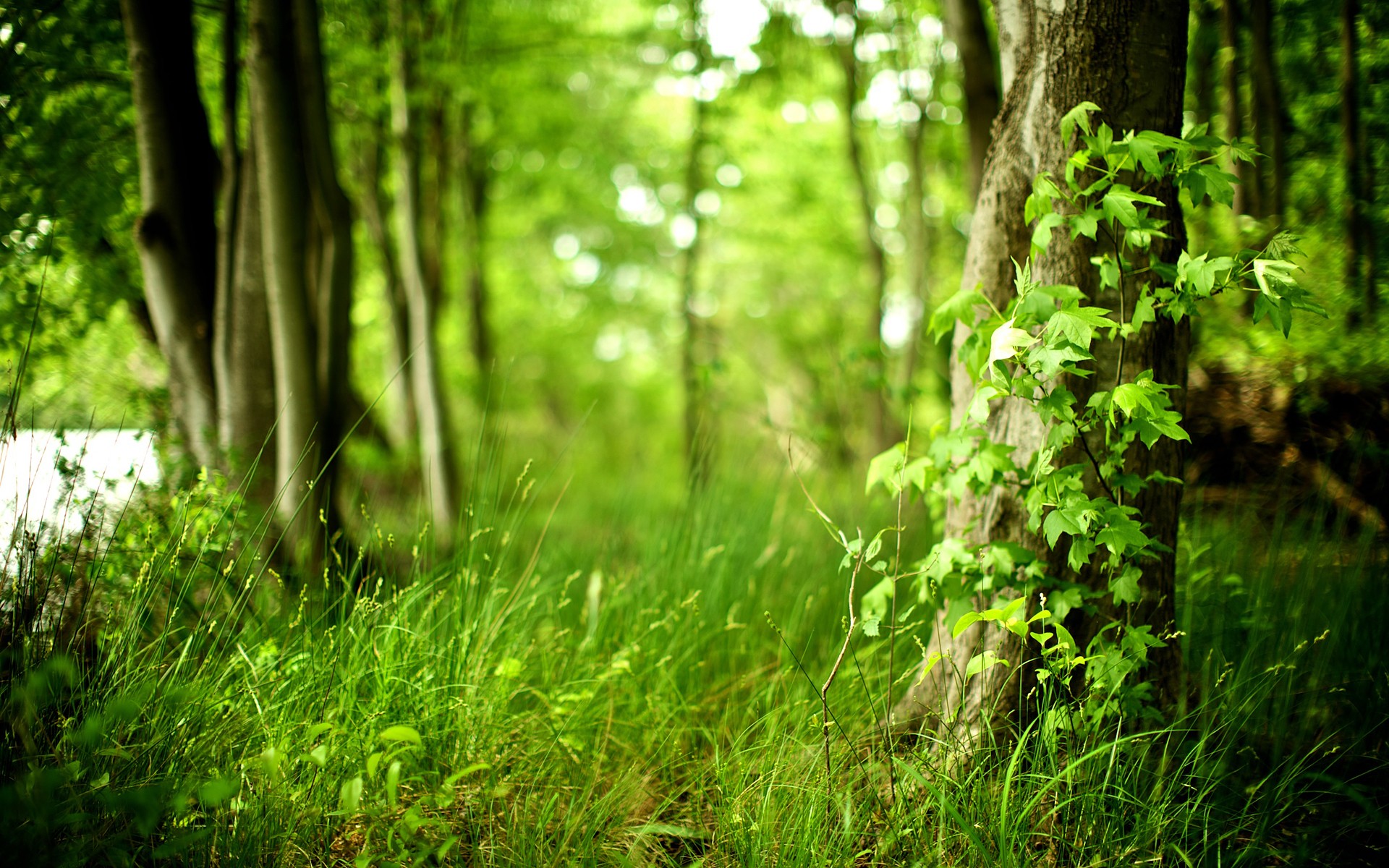 nature, grass - Free Wallpaper / 