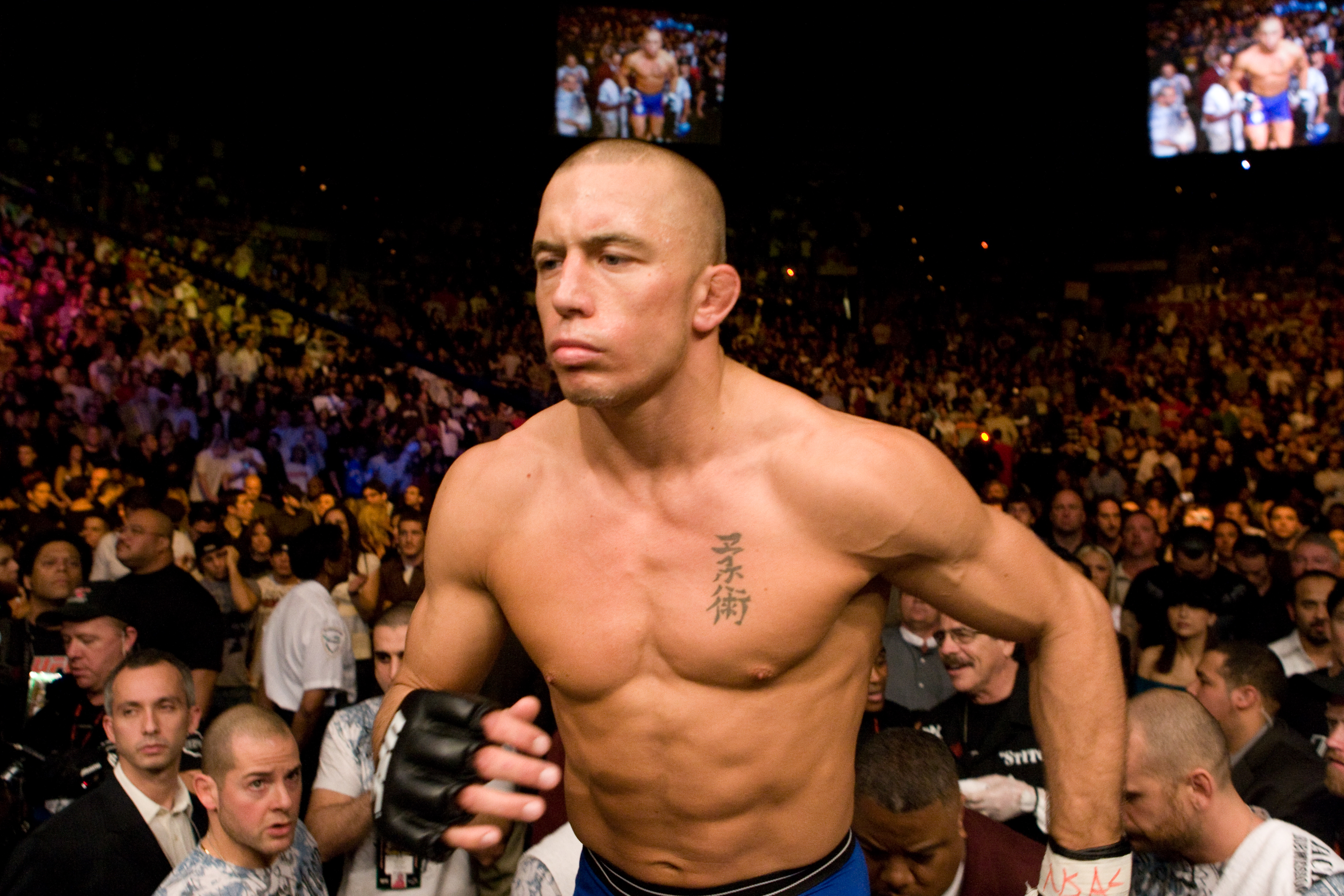 GSP . GSP , GSP Dog Background and Sidekick GSP HD wallpaper | Pxfuel