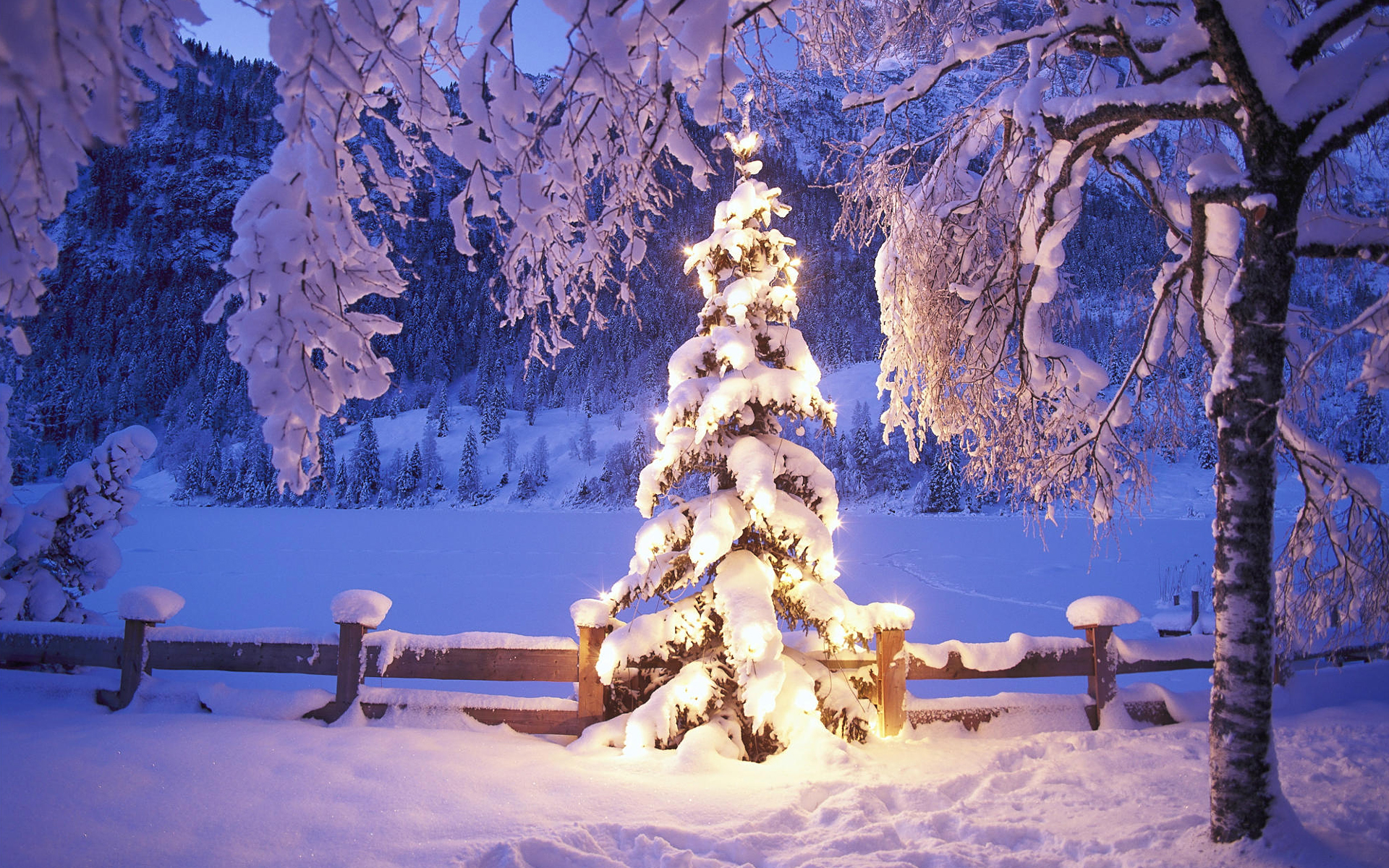 winter, snow, trees, lights, Christmas - Free Wallpaper / 