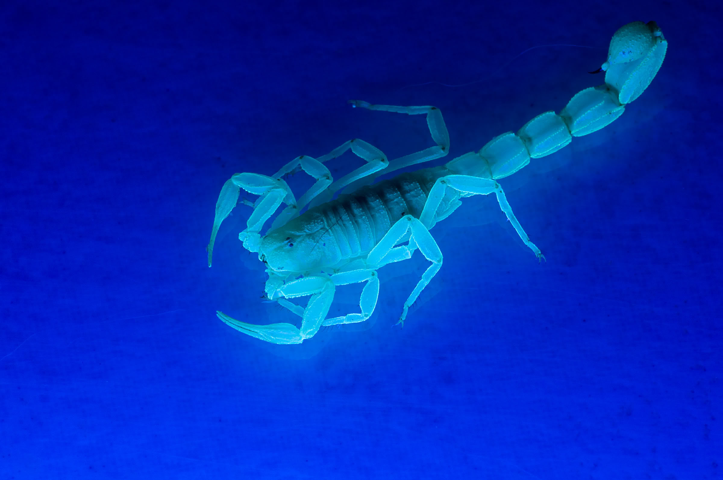 animals, Ultraviolet, scorpions, simple background - desktop wallpaper