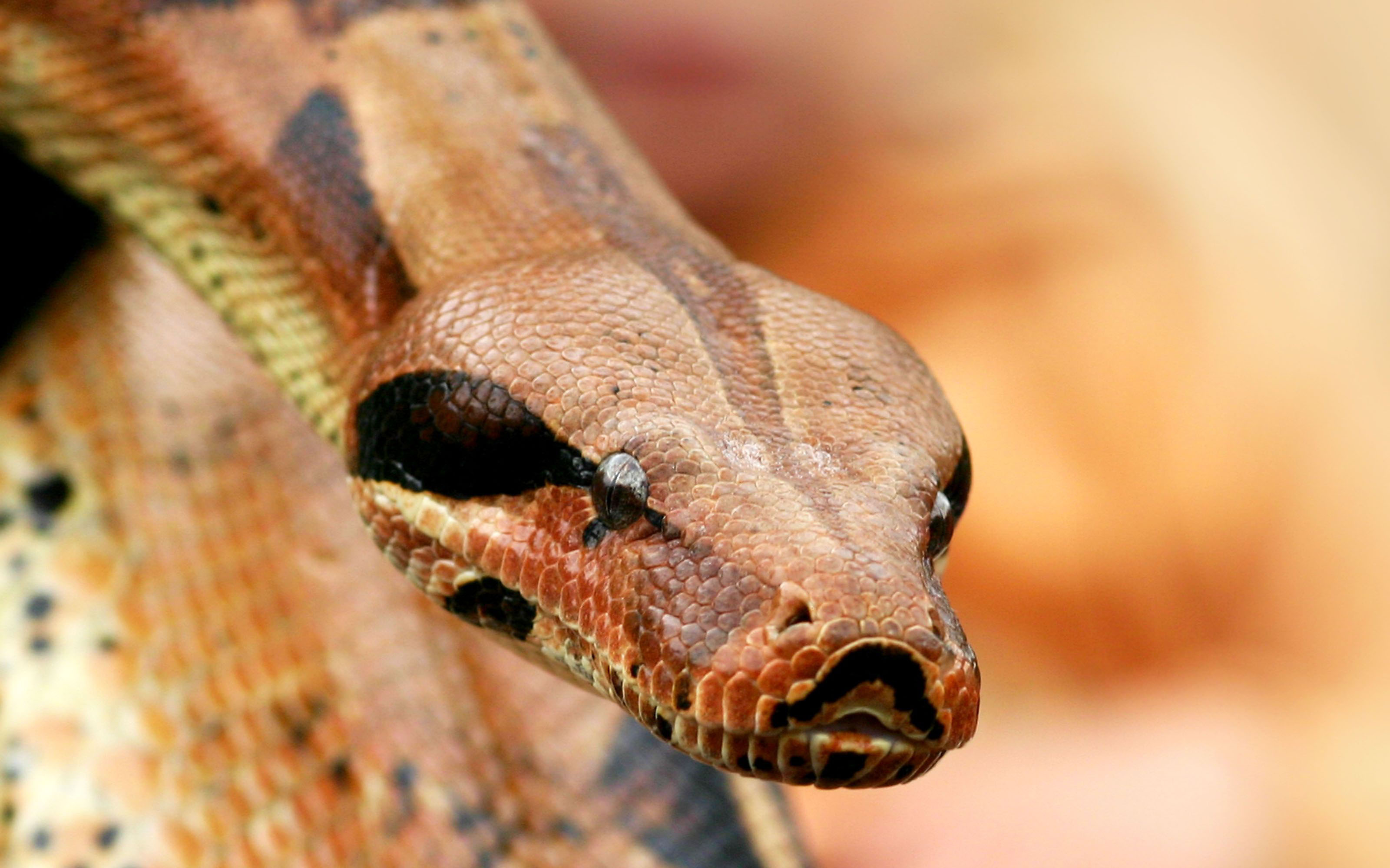 animals, snakes - desktop wallpaper