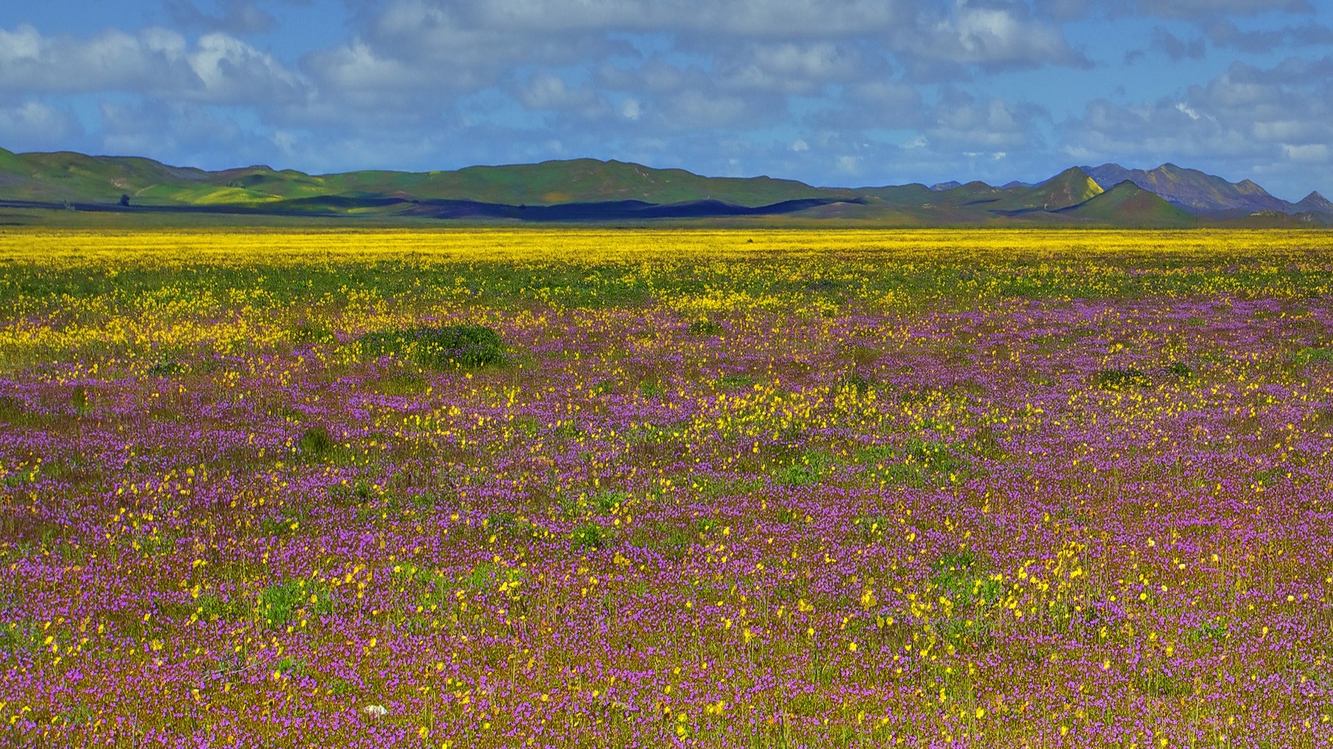 fields, California, national, wildflowers - desktop wallpaper