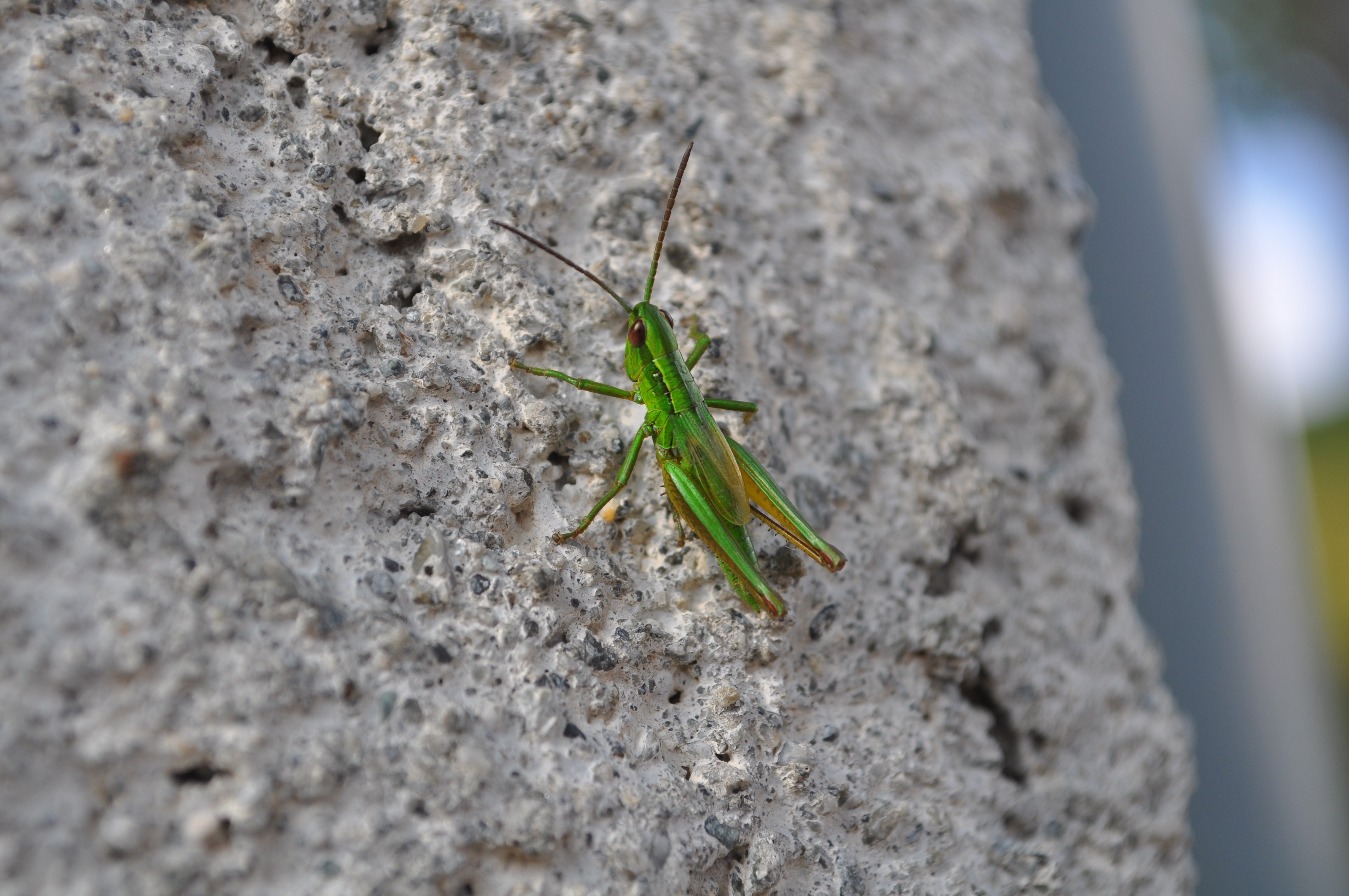 green, insects, depth of field, grasshopper - desktop wallpaper
