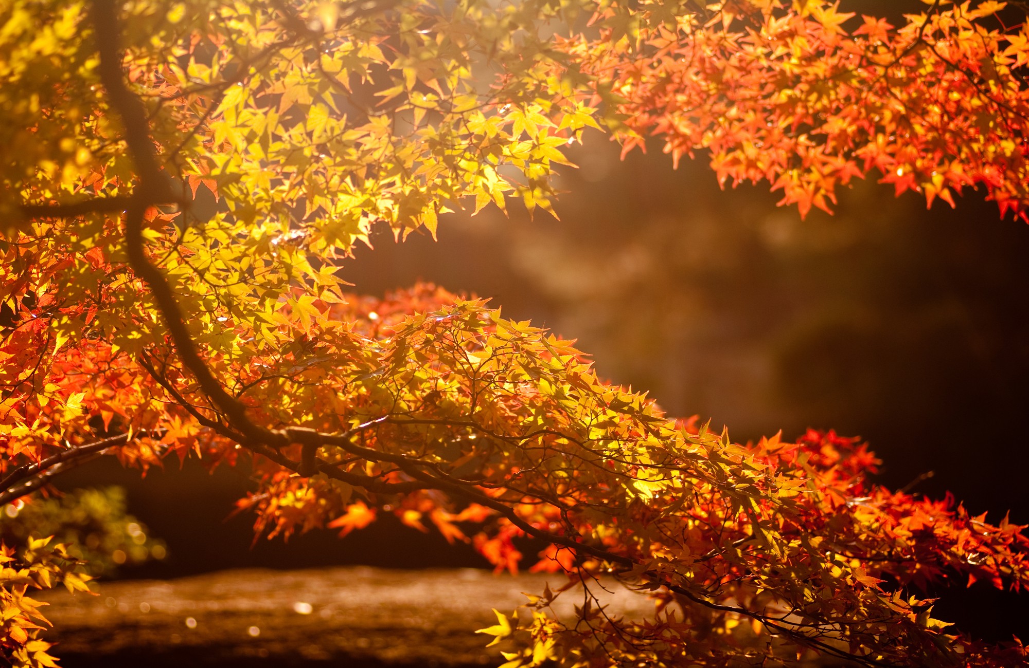 landscapes, Sun, trees, autumn, leaves, maple leaf - desktop wallpaper